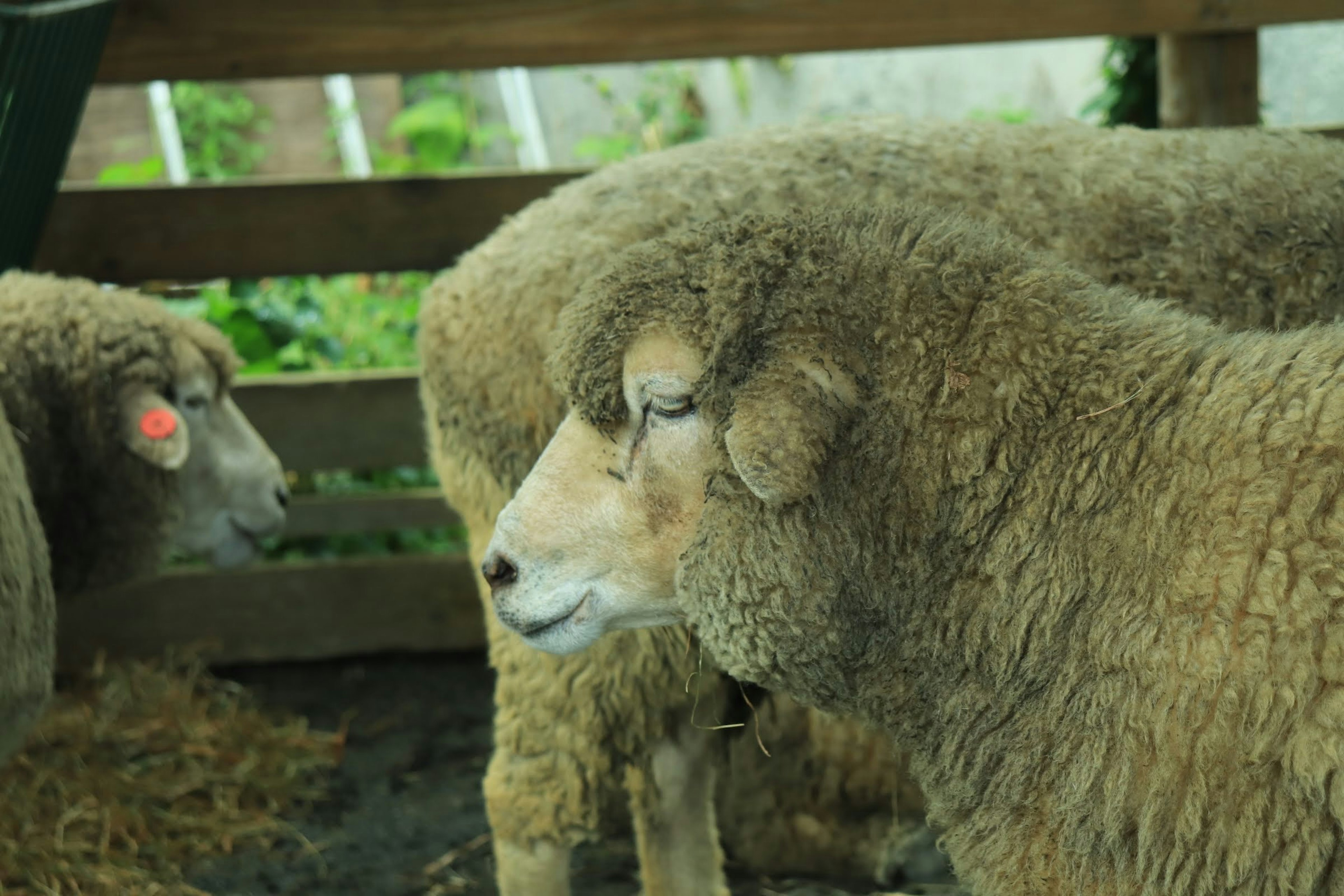 Close-up of a sheep's face in a herd with a soft wool coat