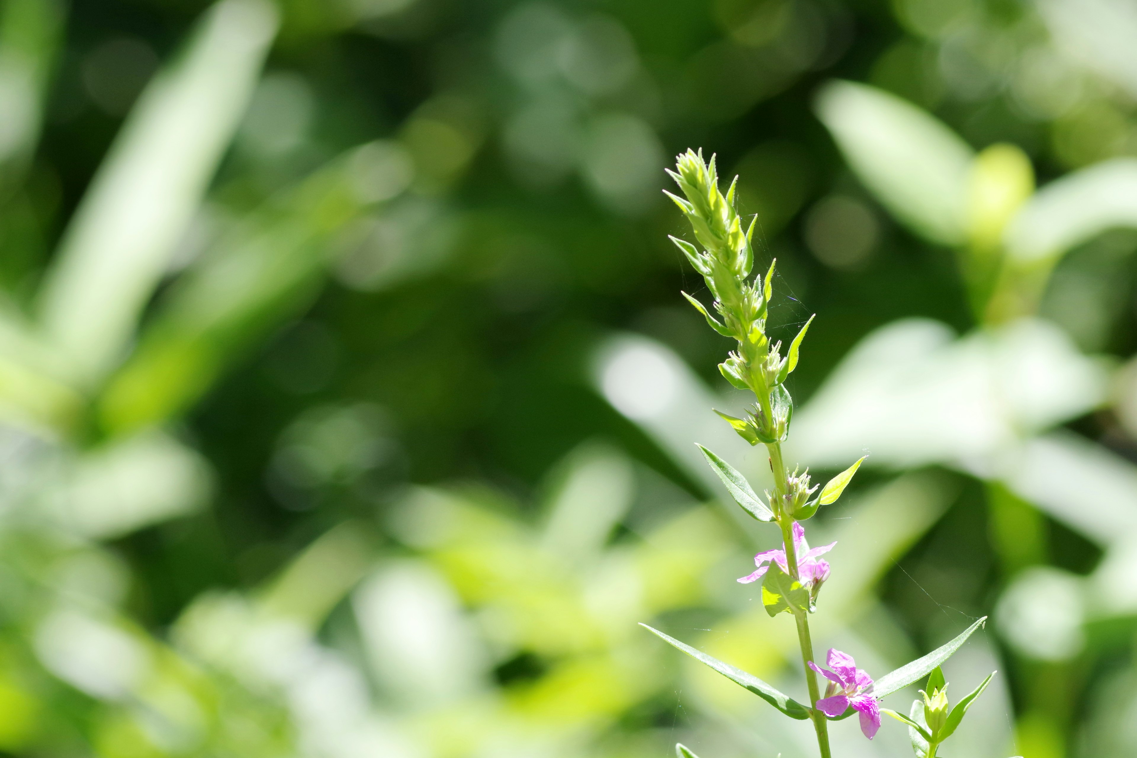 Ein schlanker grüner Pflanzenstängel mit kleinen lila Blumen vor einem verschwommenen grünen Hintergrund