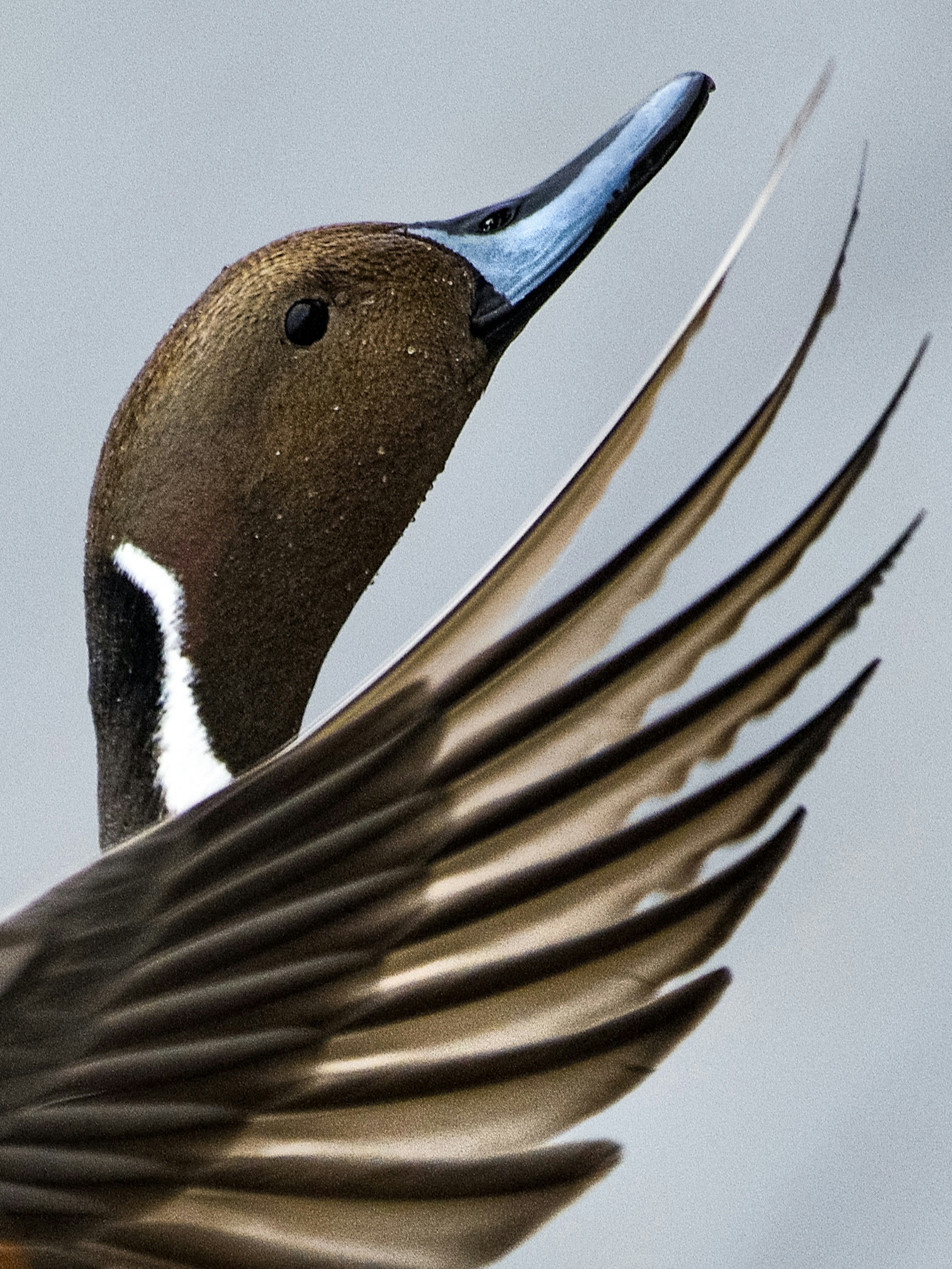 Close-up kepala bebek dengan sayap yang indah terbentang