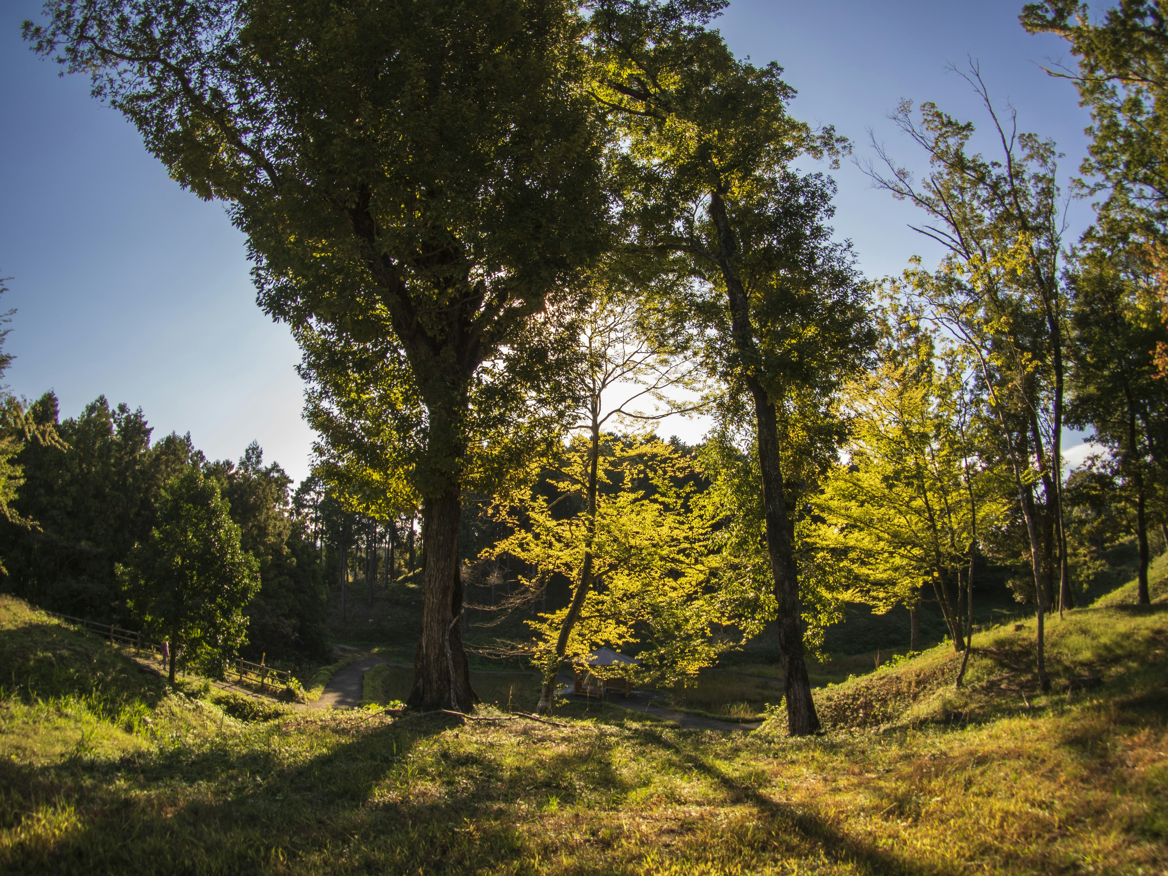 Paesaggio forestale lussureggiante con la luce del sole che filtra tra gli alberi