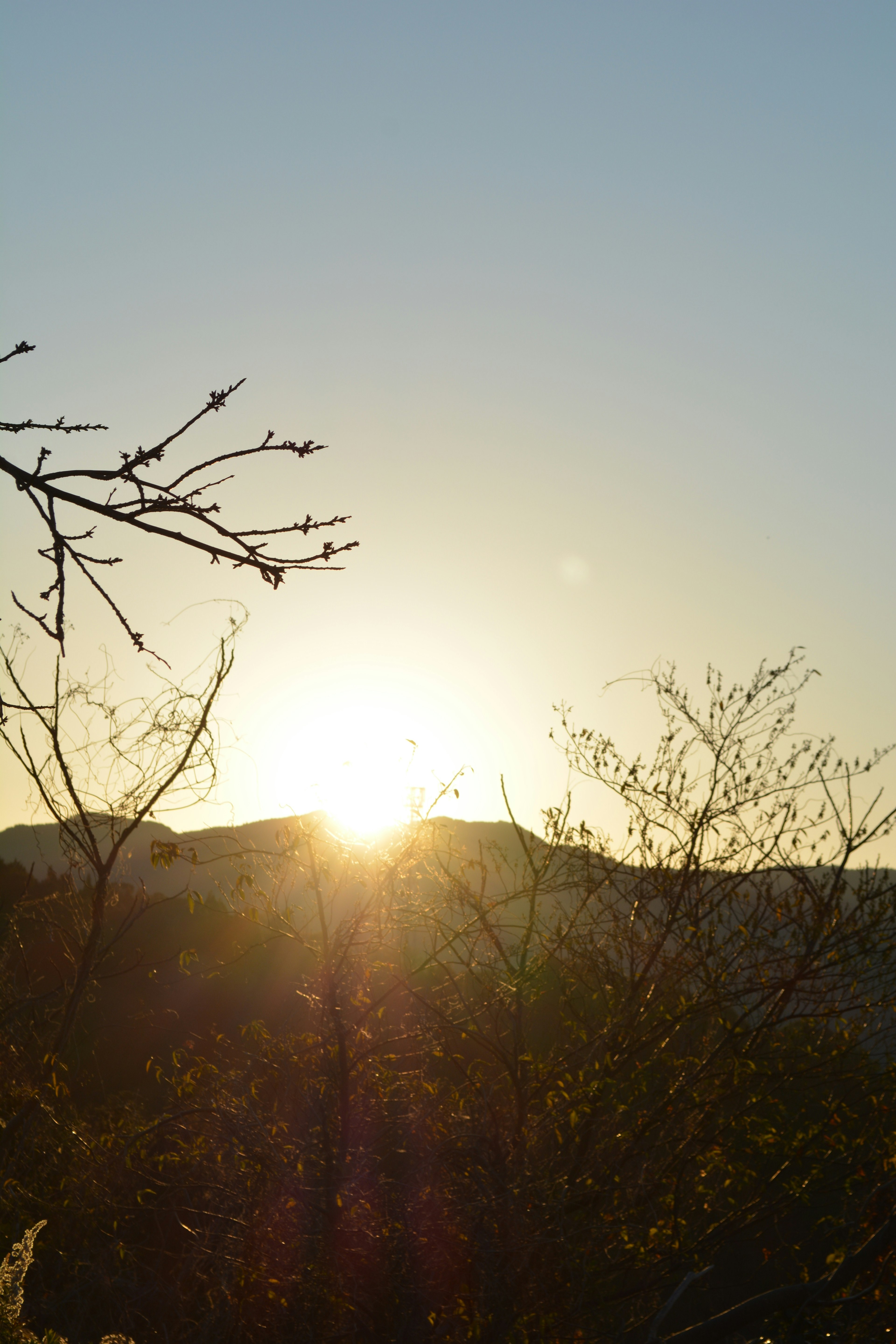 Silhouette von Bergen mit Sonnenaufgang und Baumzweigen