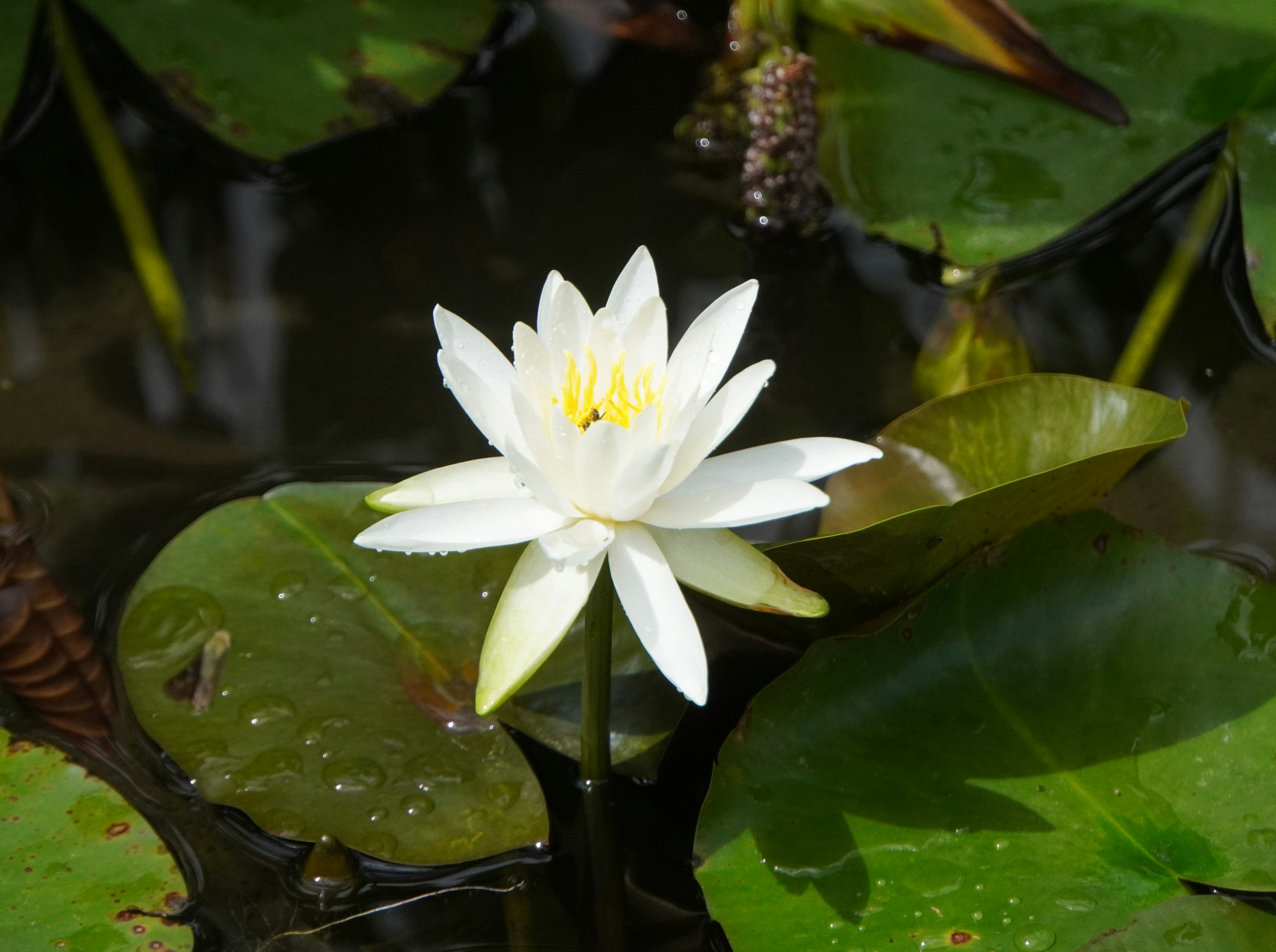 Lirio de agua blanco flotando en la superficie rodeado de hojas verdes