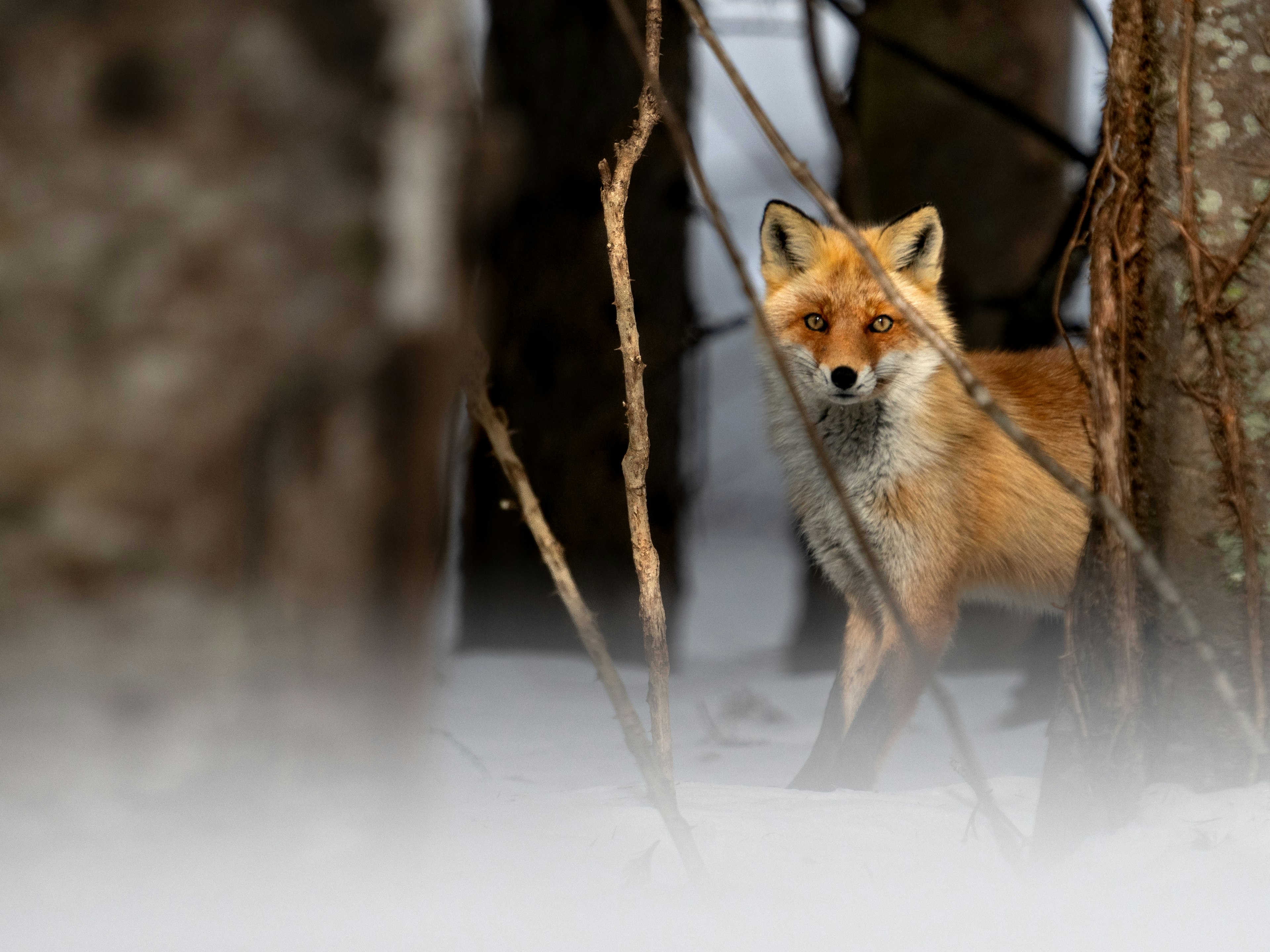 Una volpe che guarda in una foresta innevata