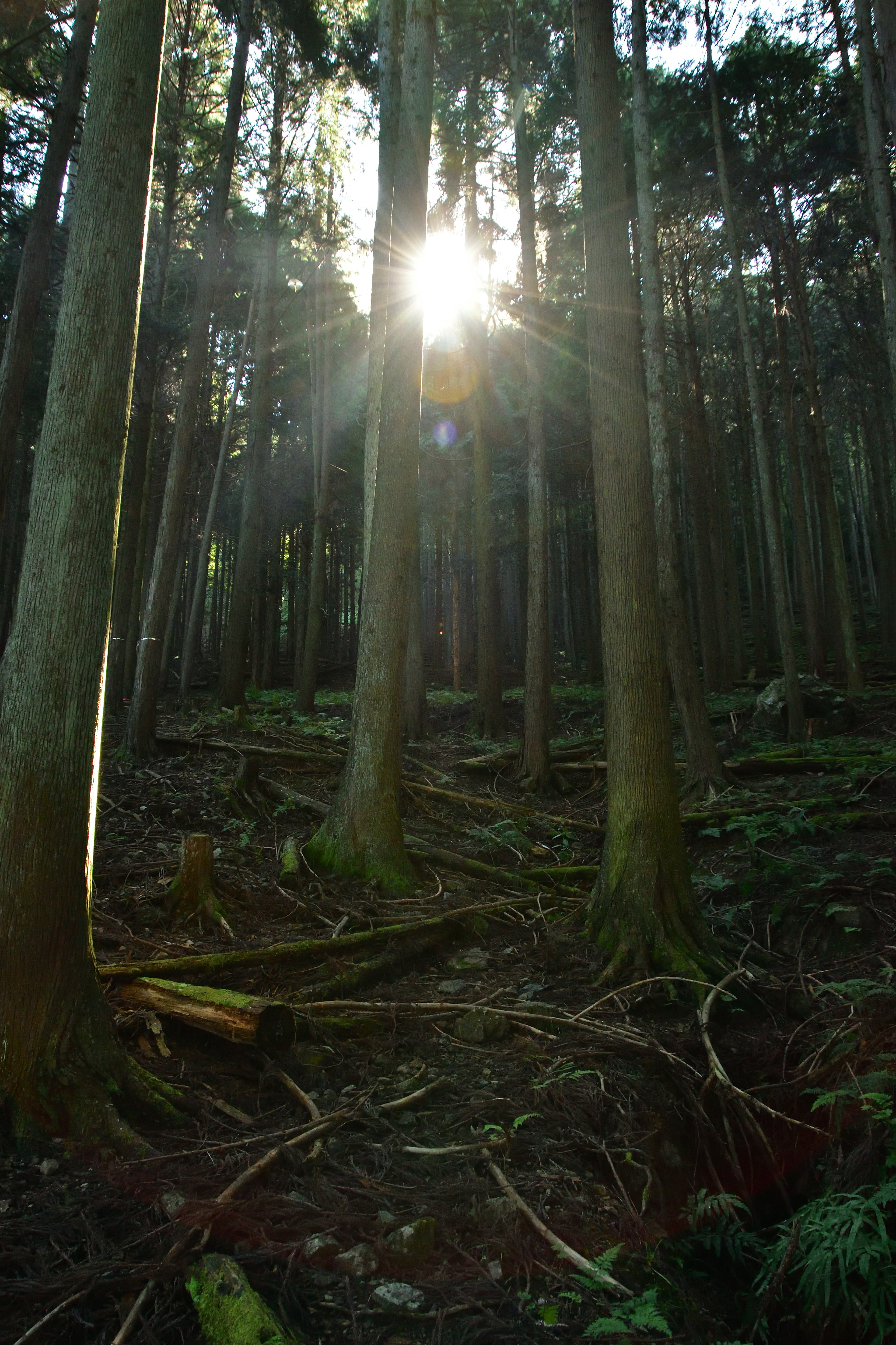 Sunlight streaming through tall trees in a forest