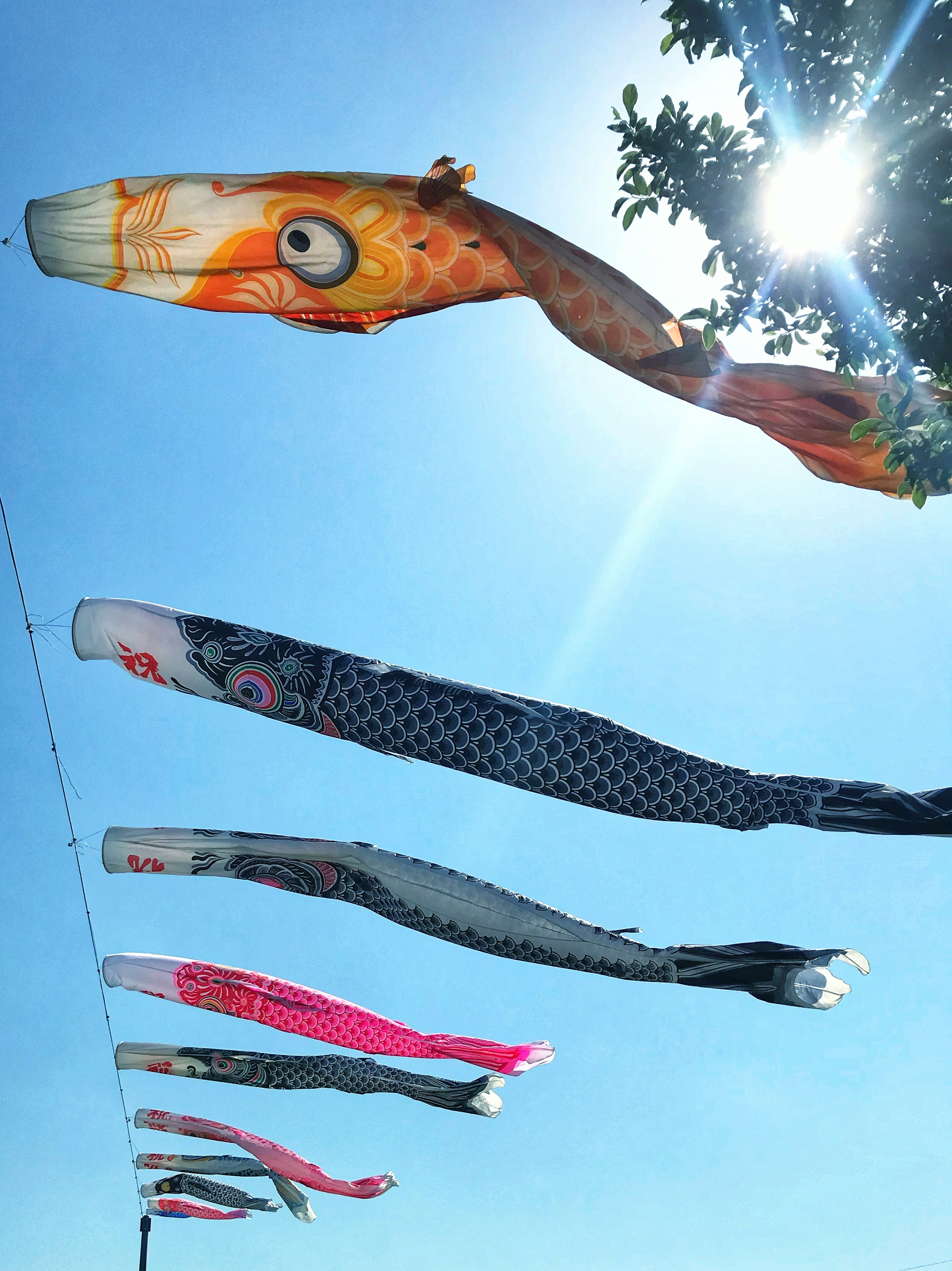 Colorful koi flags flying under a clear blue sky