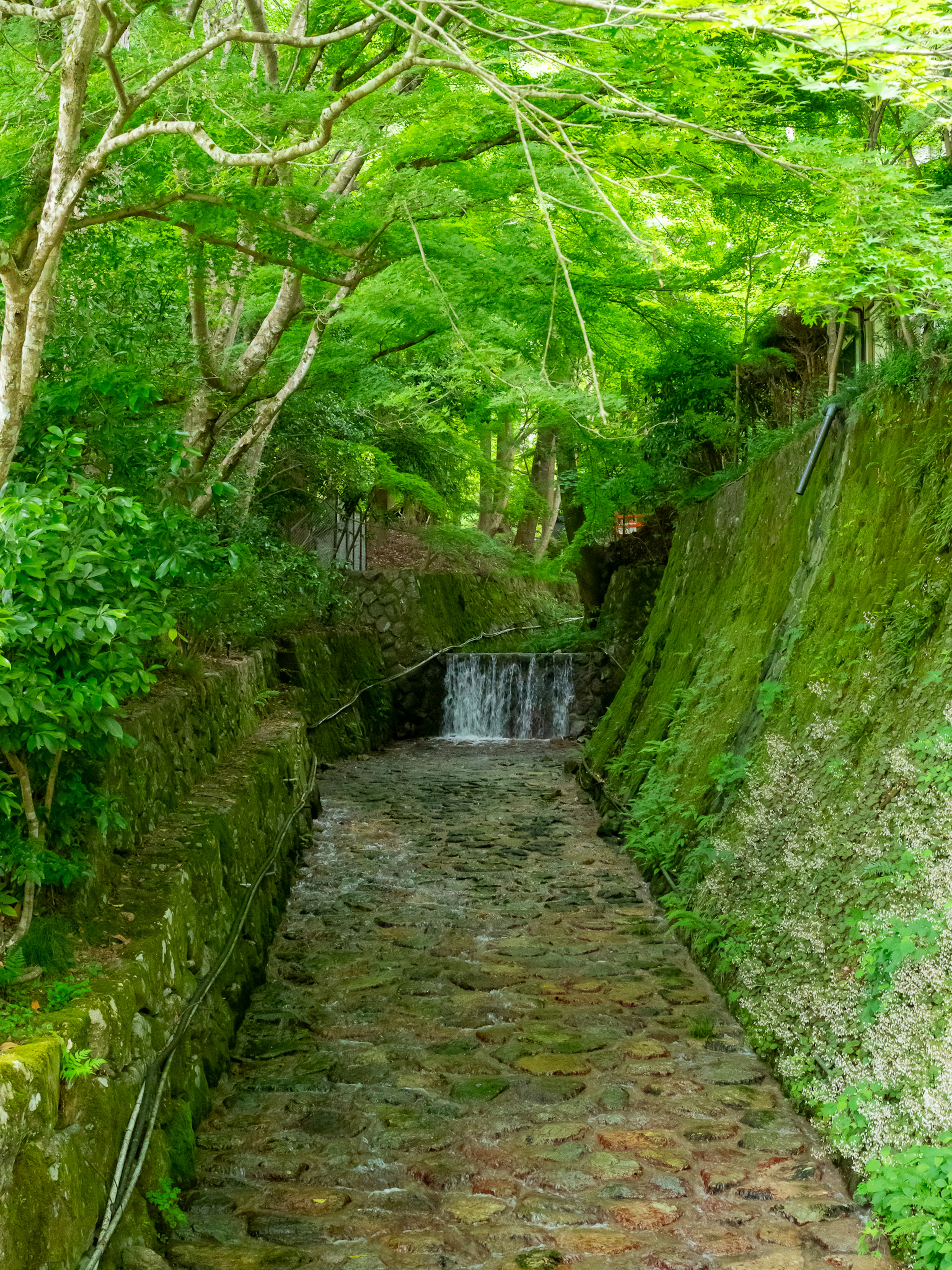 被郁郁葱葱的绿树环绕的小溪和瀑布的风景