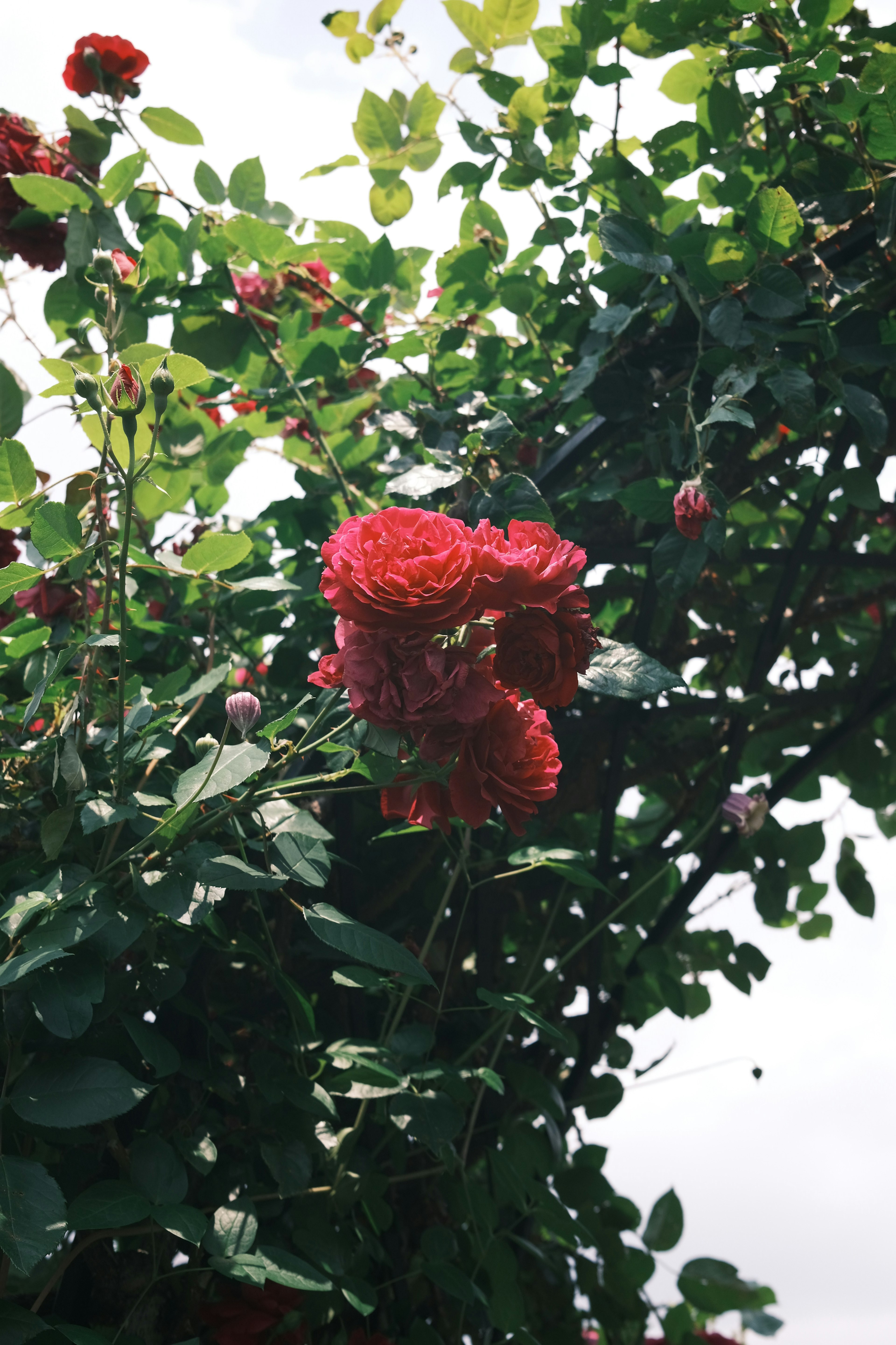 赤いバラの花と緑の葉が絡まる美しい風景