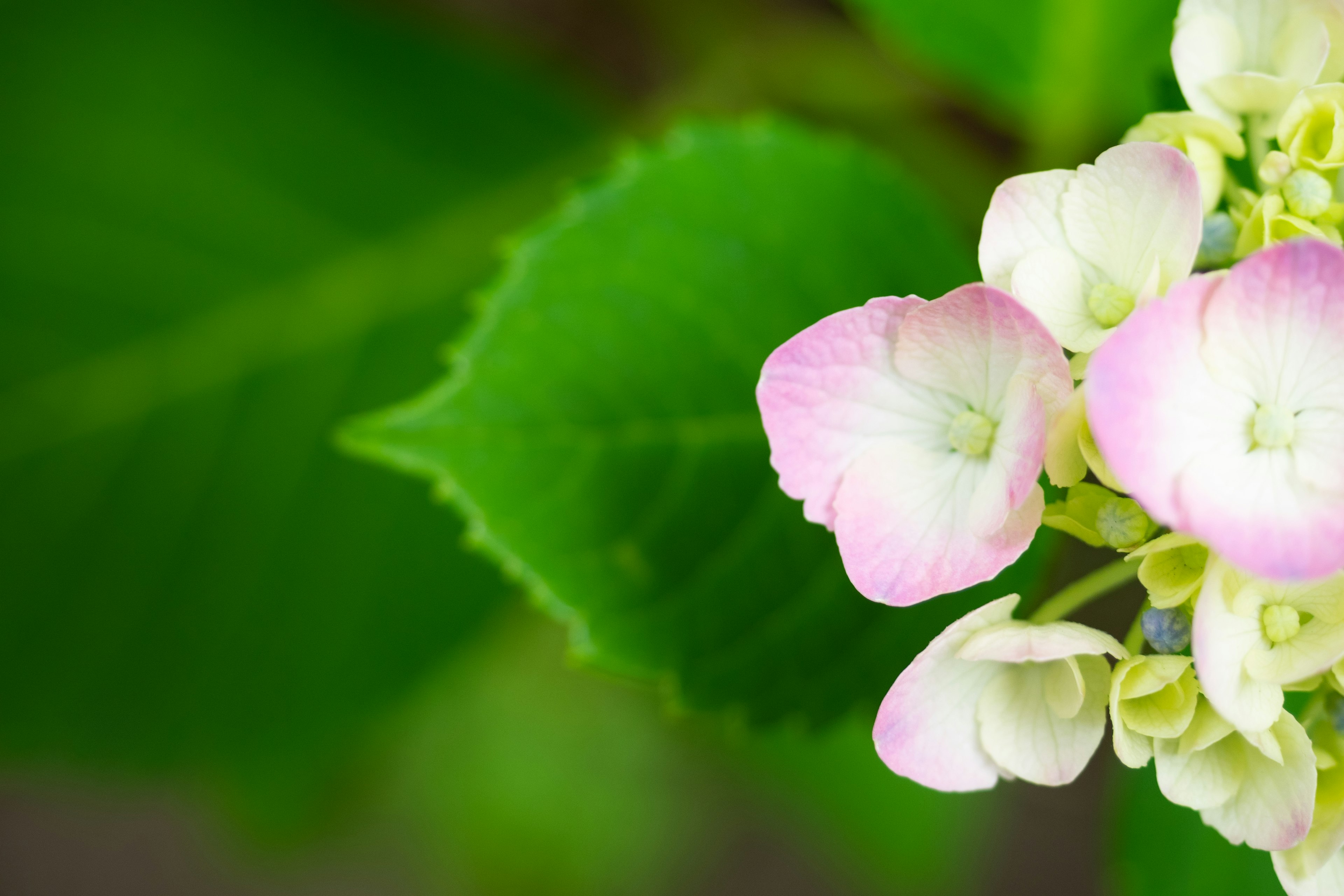 薄いピンクの花と緑の葉のクローズアップ写真