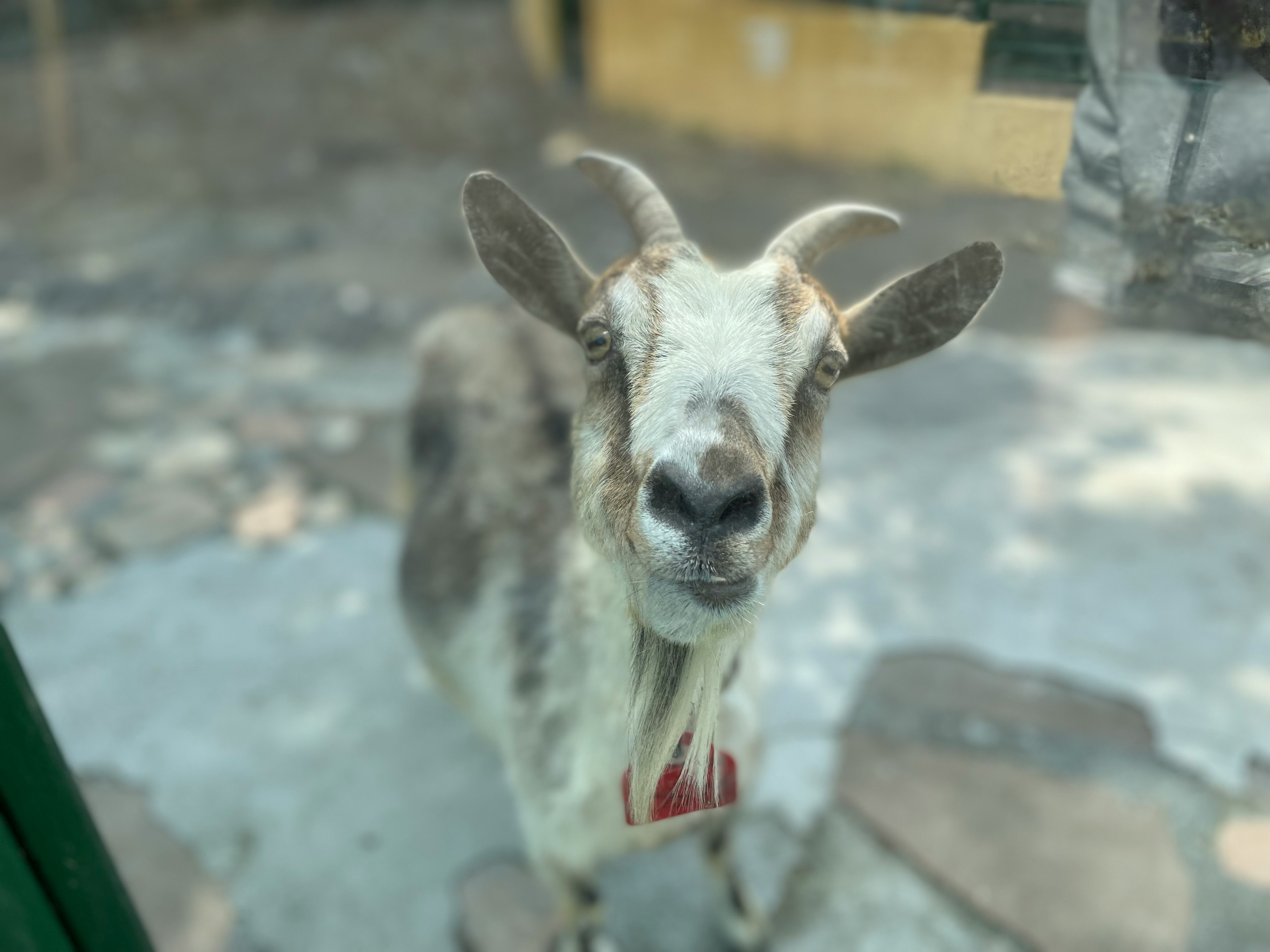 A goat looking curiously at the camera with a friendly expression