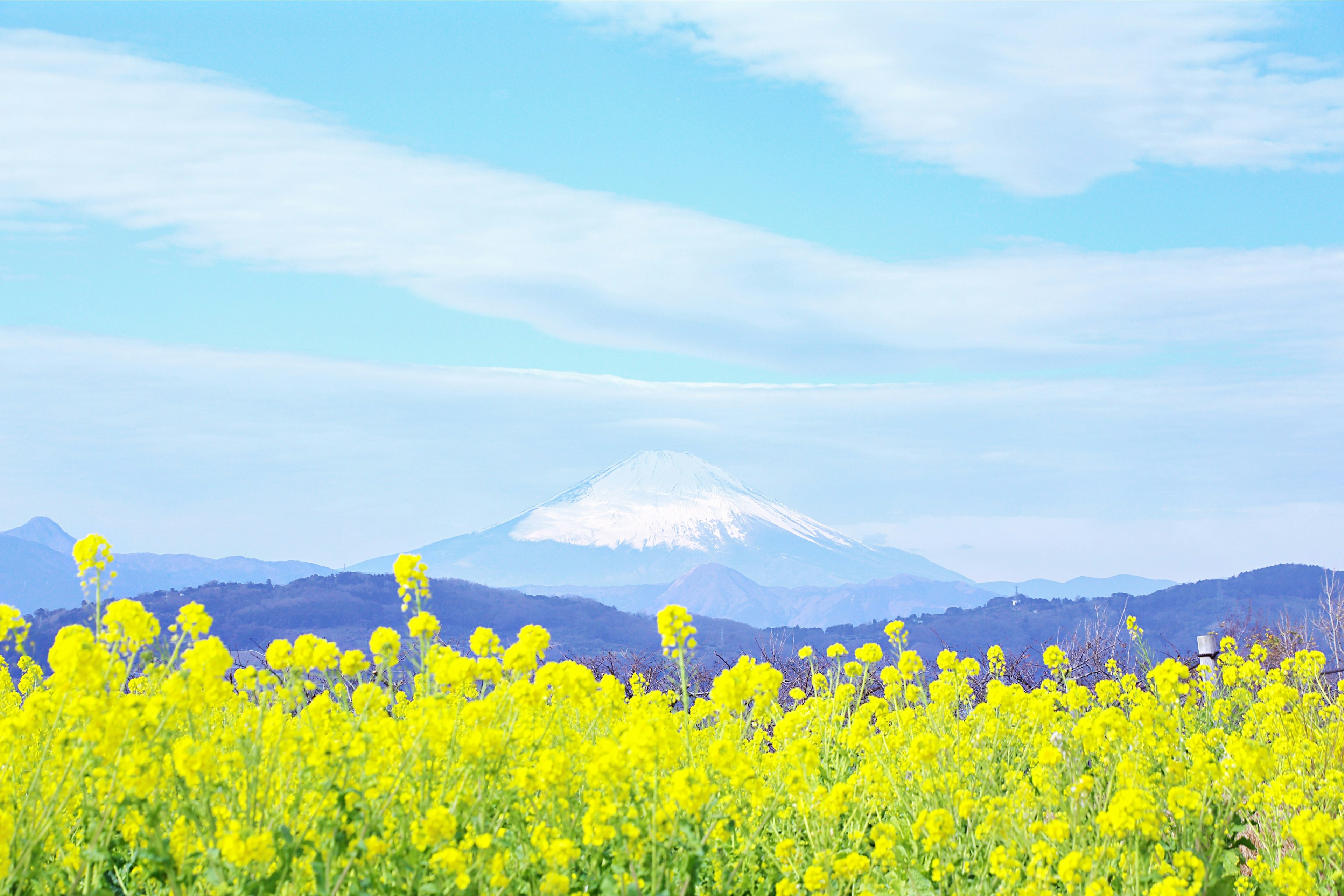 青空と山々の背景に広がる黄色い菜の花