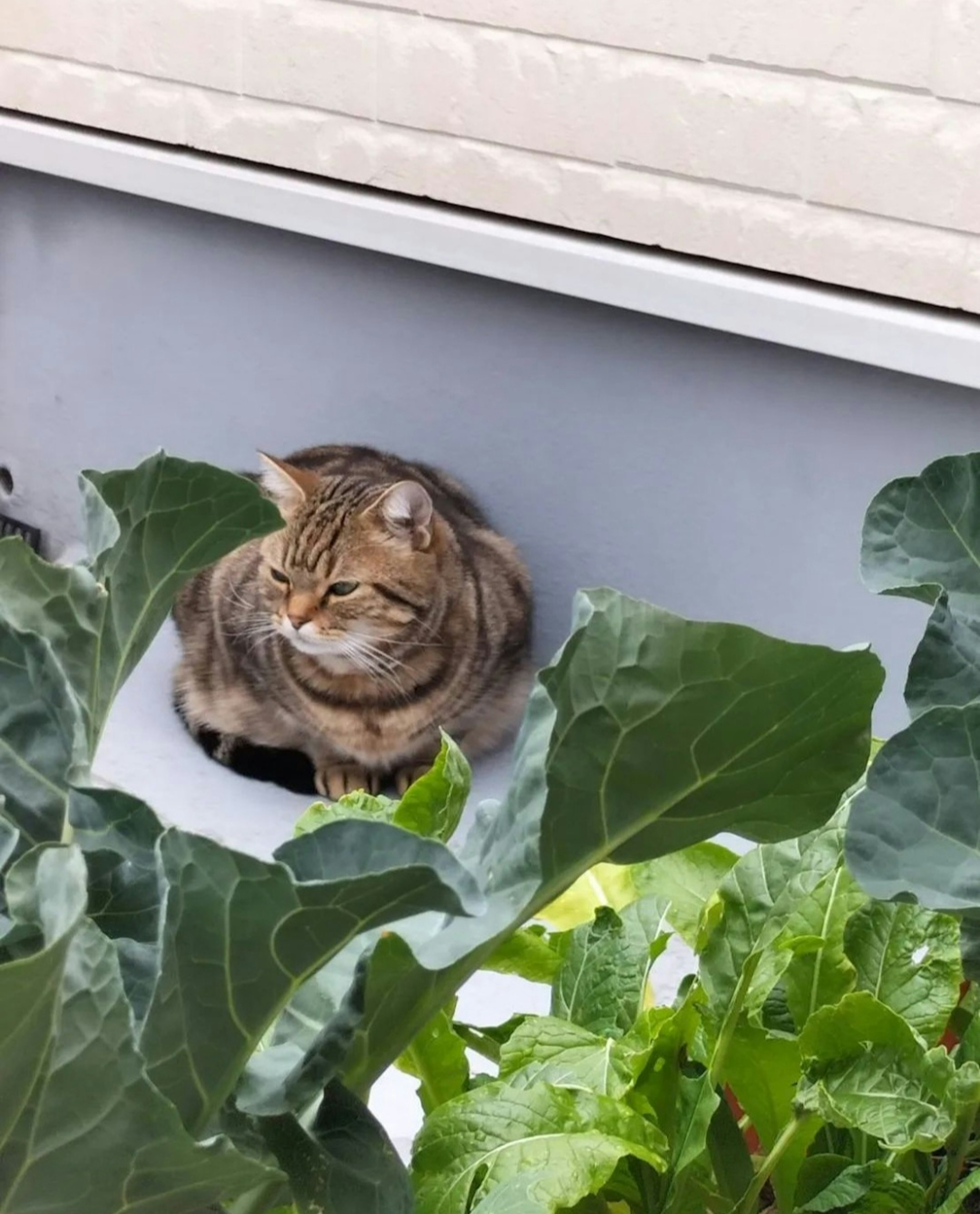 A cat sitting among green leafy plants in a garden