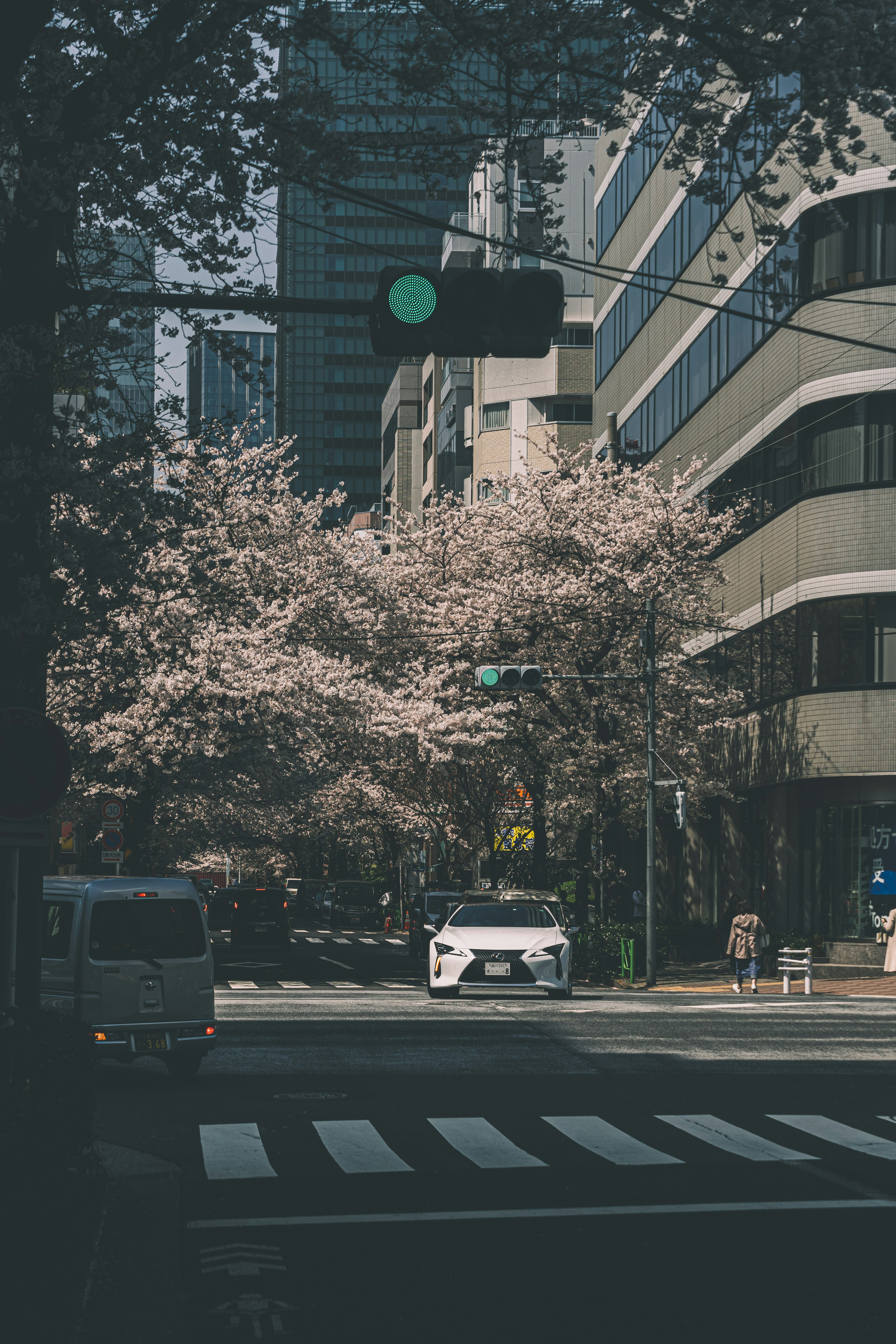 Pemandangan jalan dengan bunga sakura bermekaran bangunan modern di latar belakang