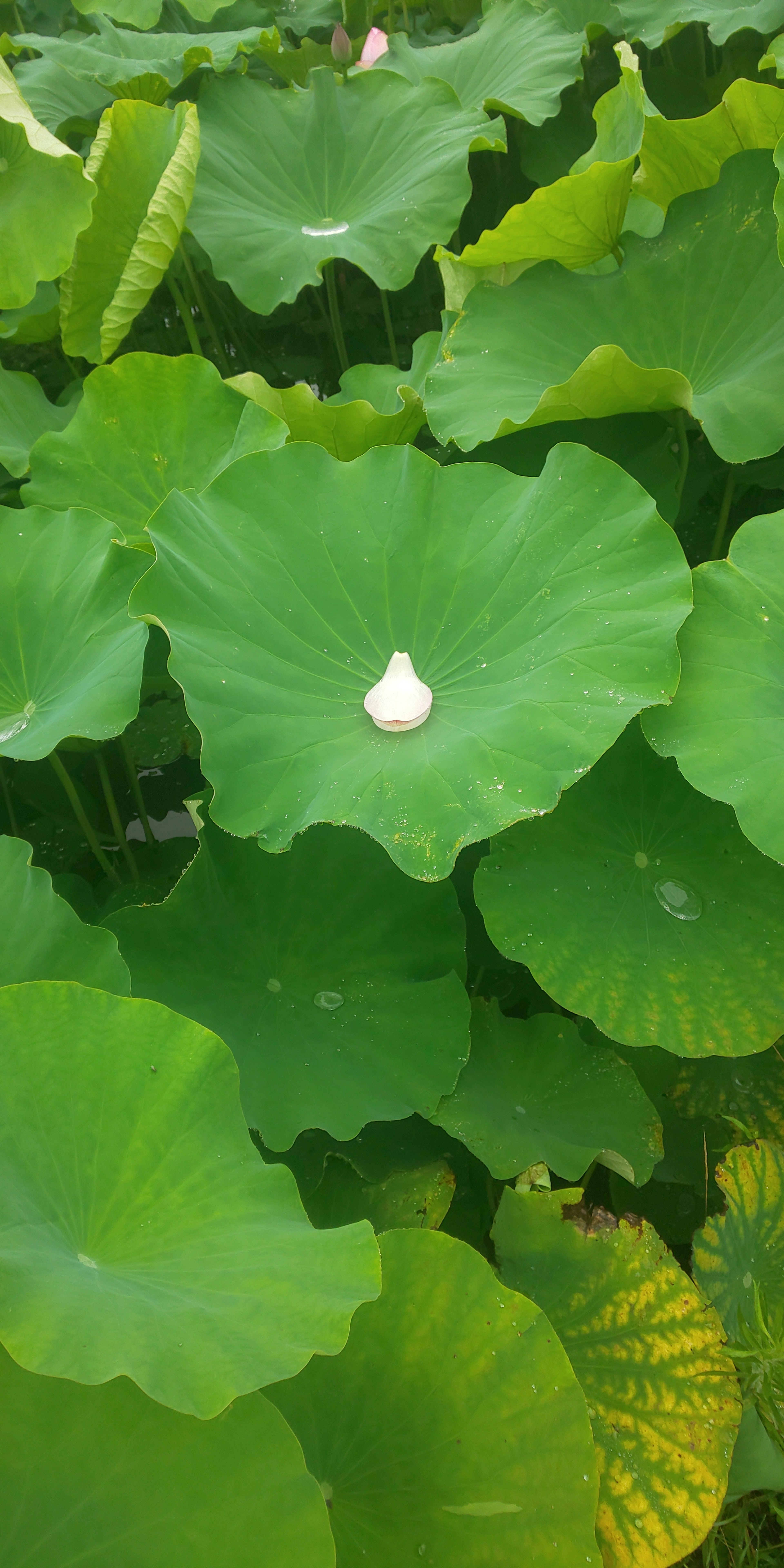 Green lotus leaves with a single white flower