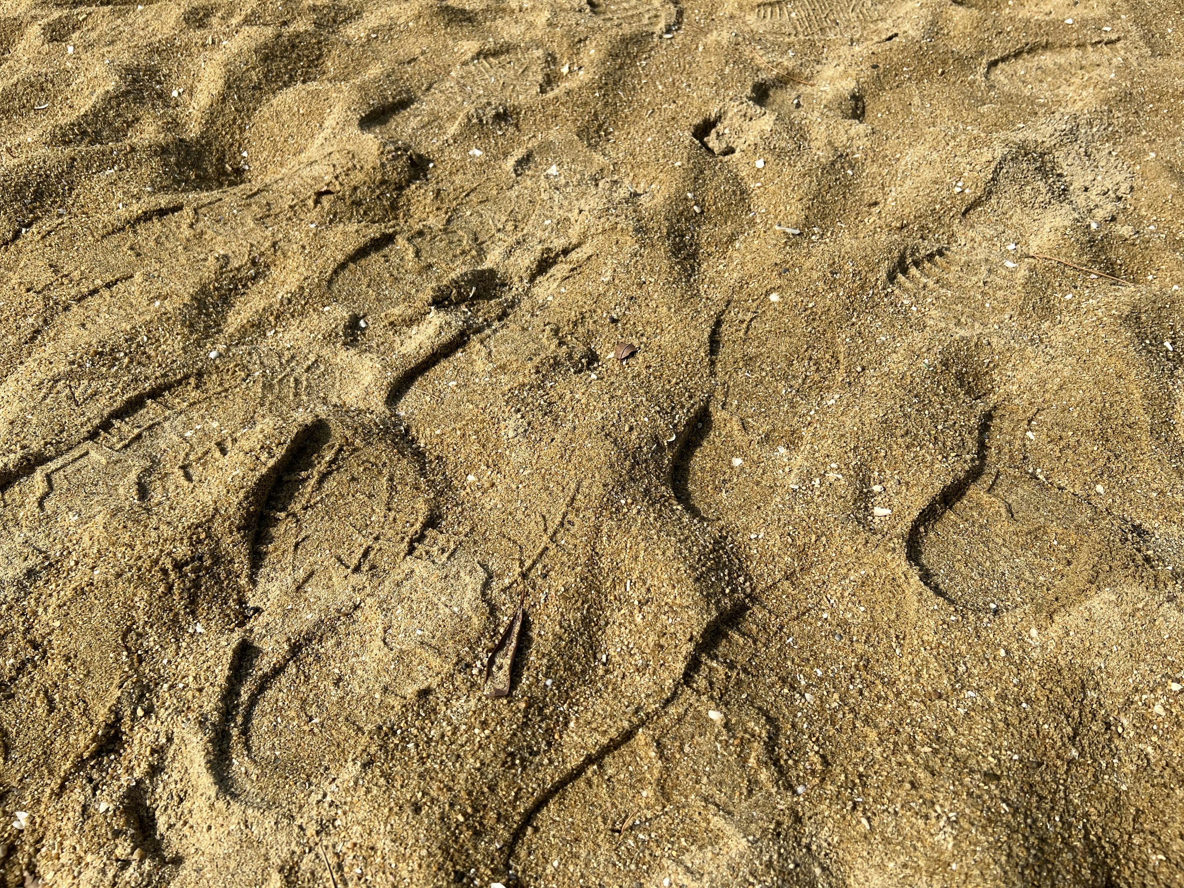 Surface de sable avec des empreintes de pas visibles