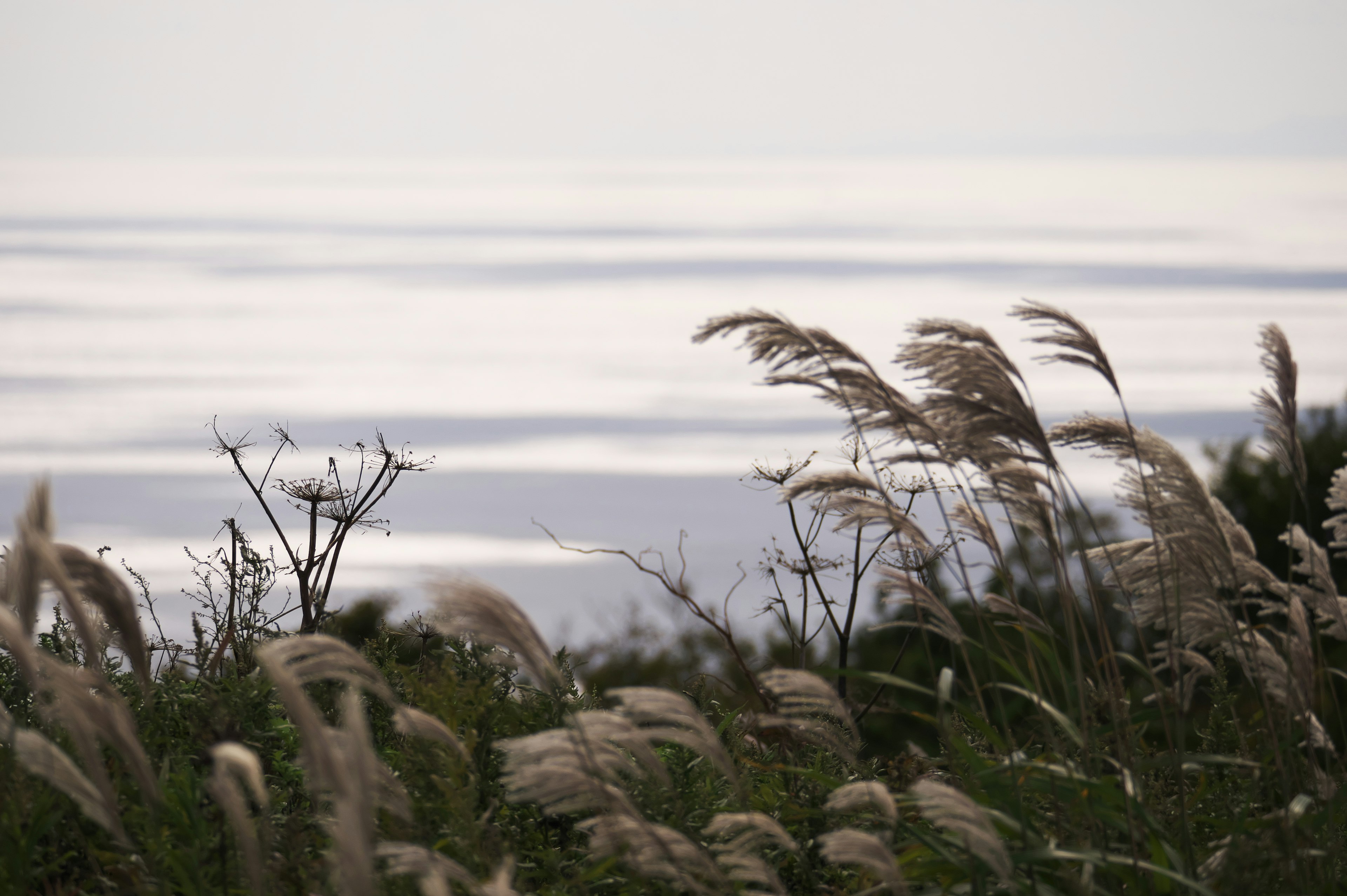 Serene coastal view with swaying grass and calm sea