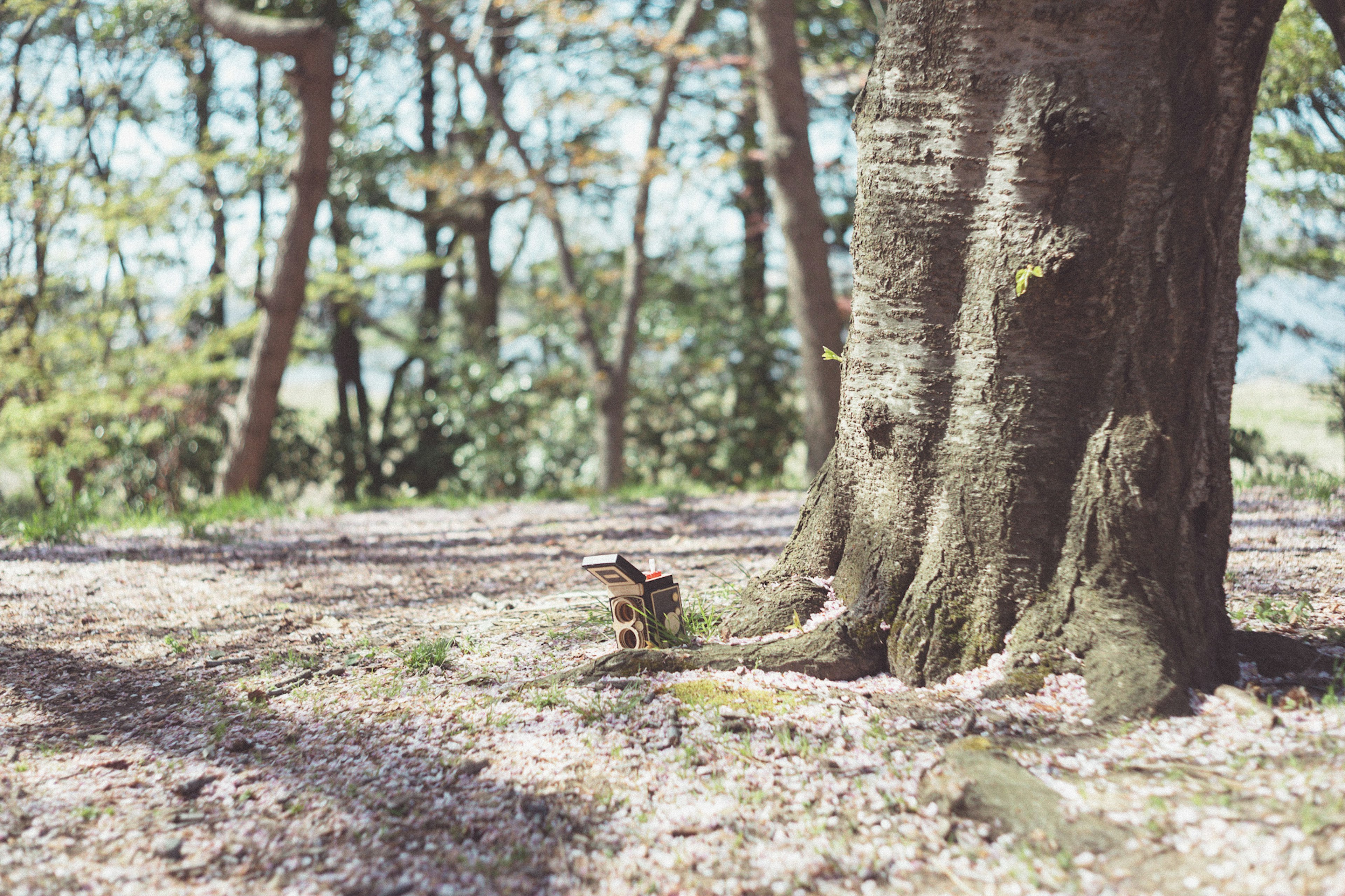 Un piccolo animale vicino alla base di un grande albero in un ambiente naturale sereno