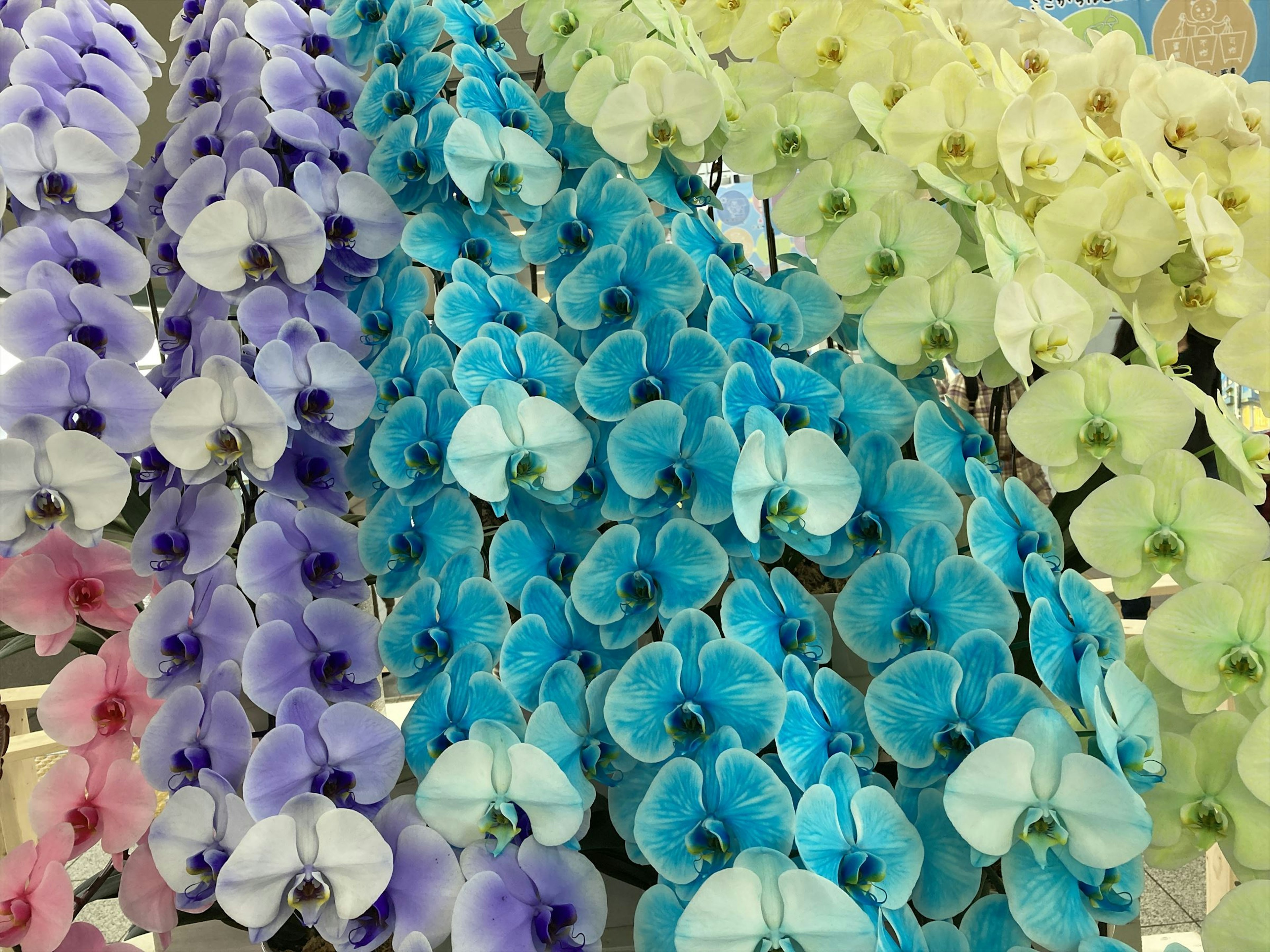 Una bella esposizione di fiori di orchidea colorati disposti in file