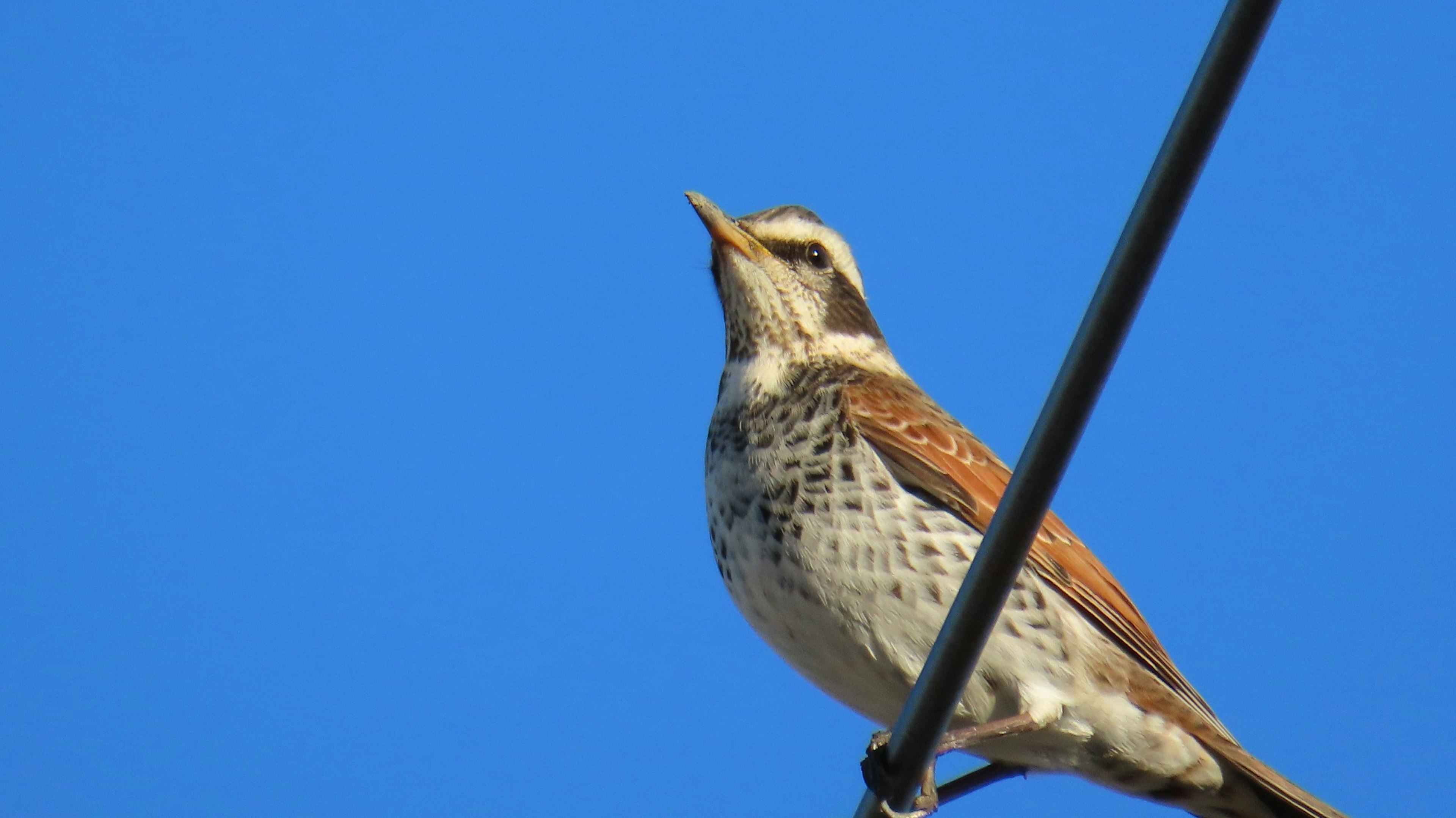 Seekor burung bertengger di kabel dengan latar belakang langit biru