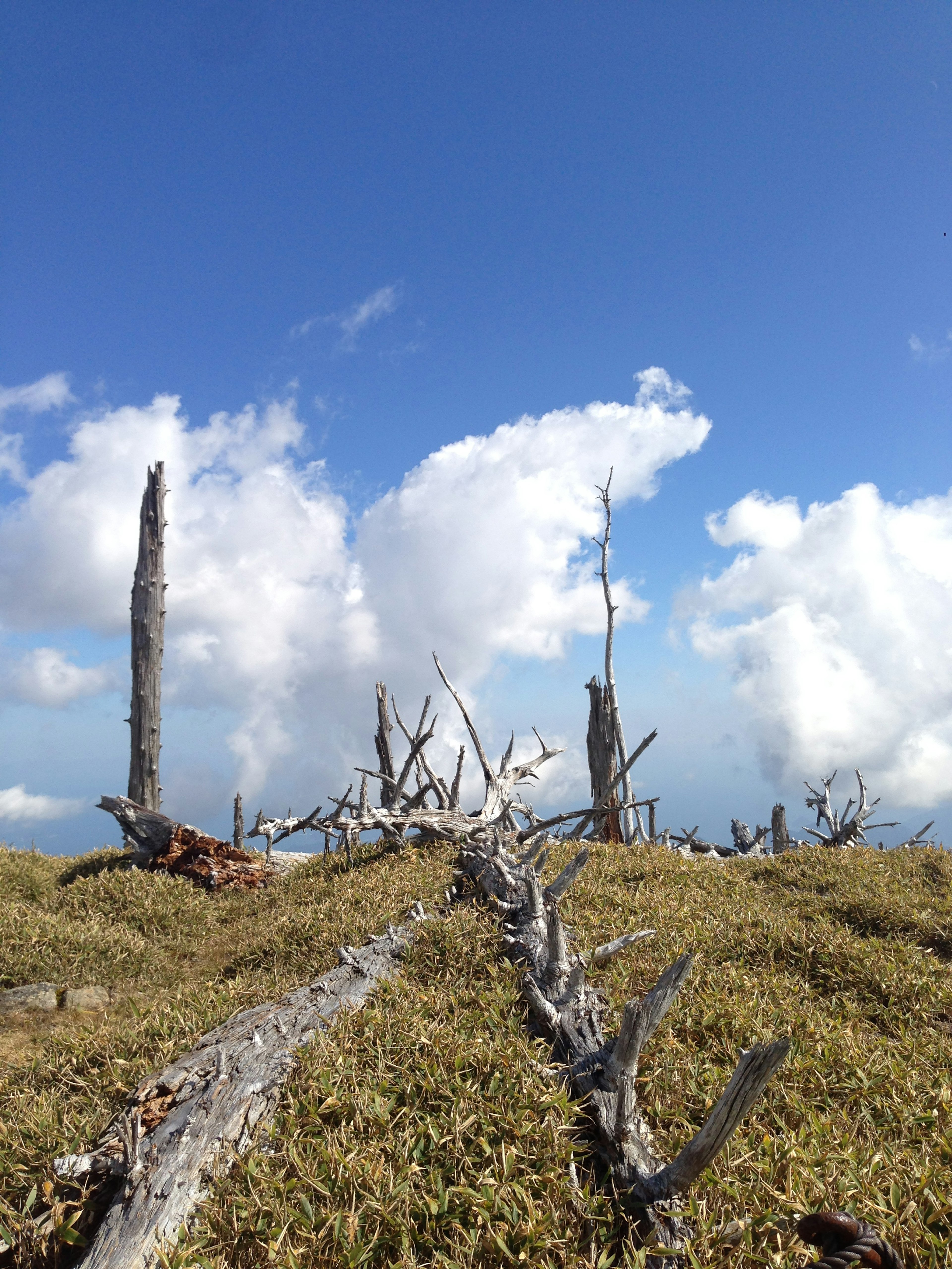 Eine Landschaft mit toten Bäumen unter einem blauen Himmel und weißen Wolken