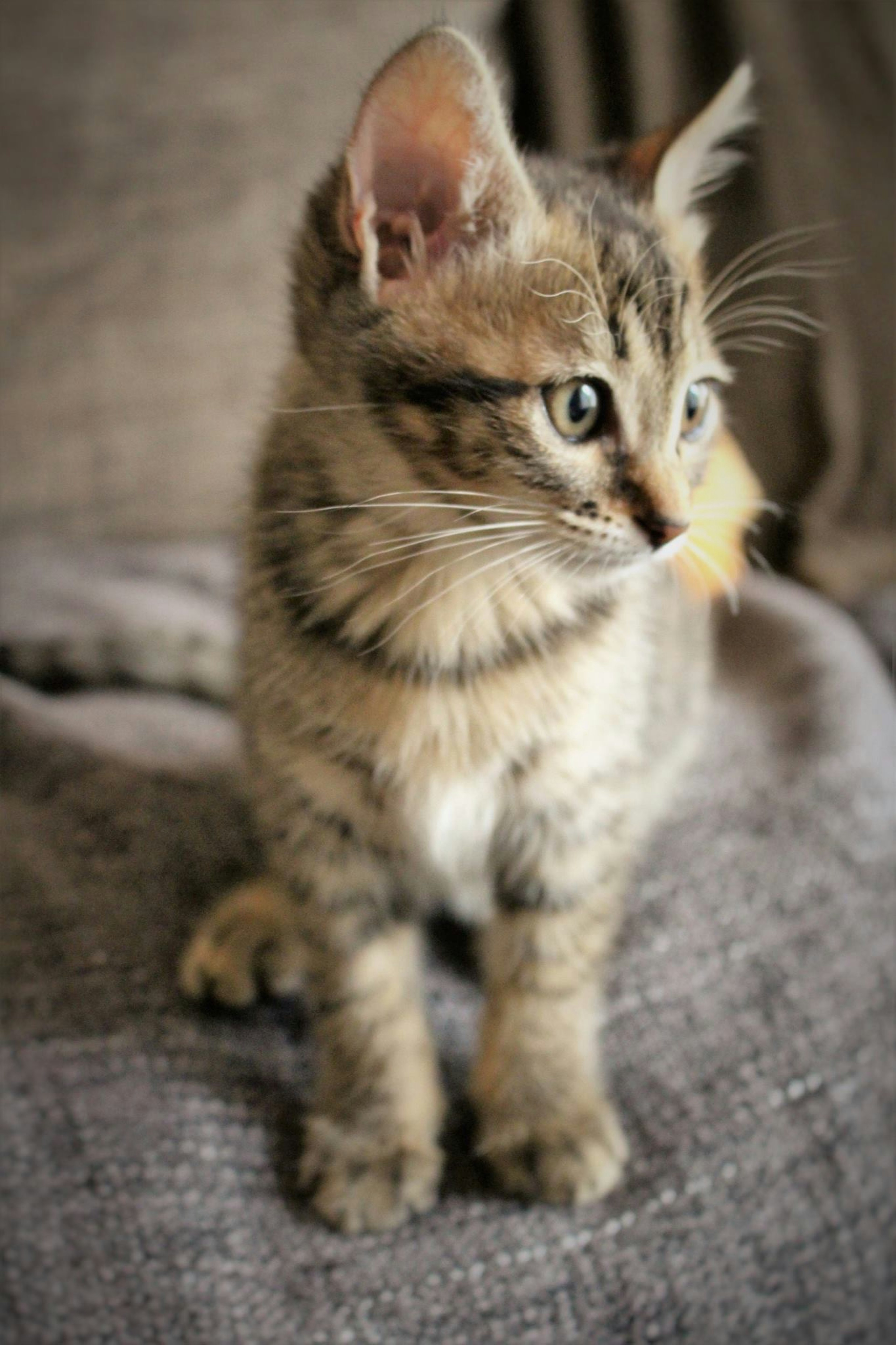 Joli chaton gris assis sur un canapé