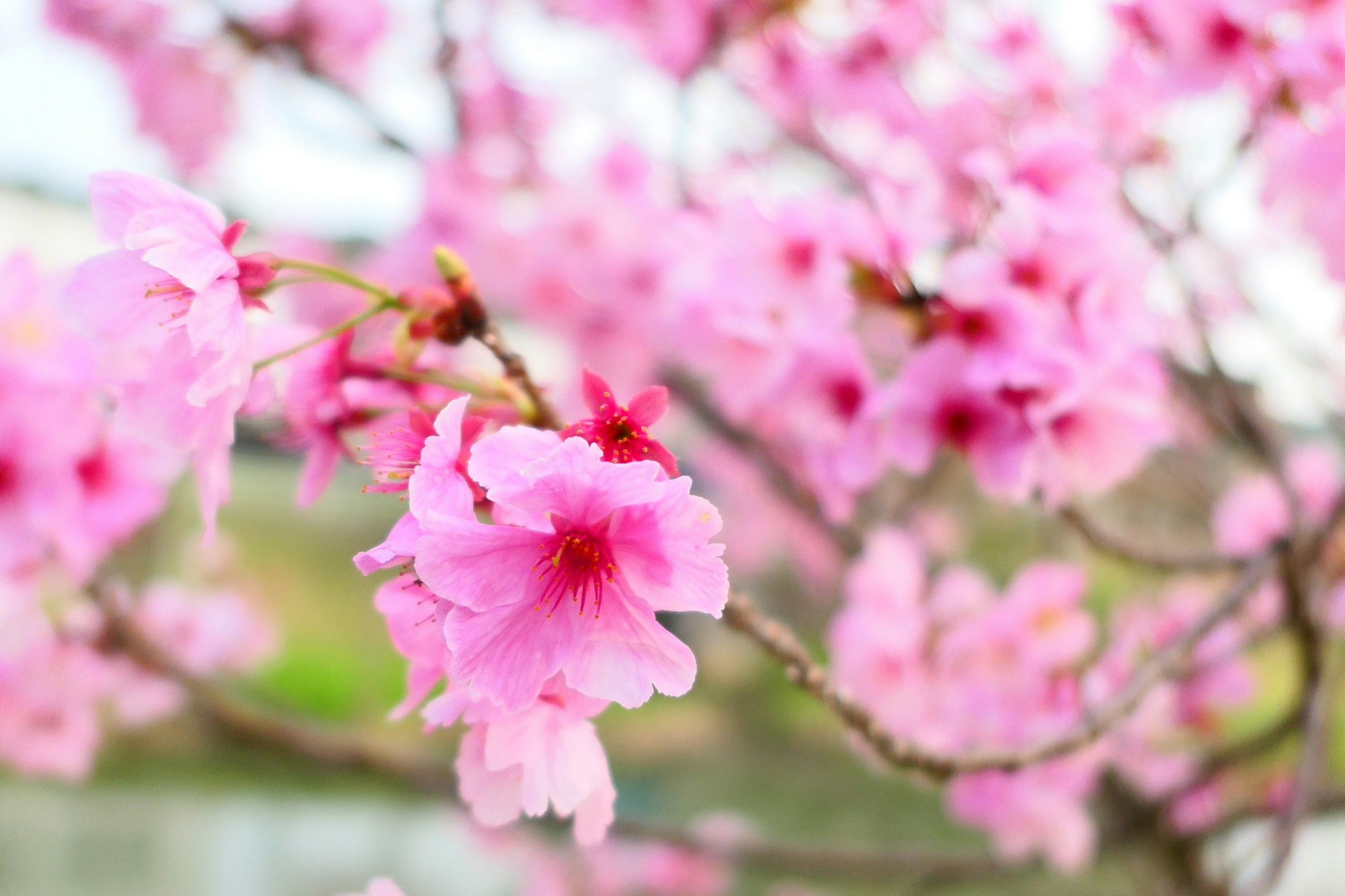 桜の花が咲いている枝のクローズアップ