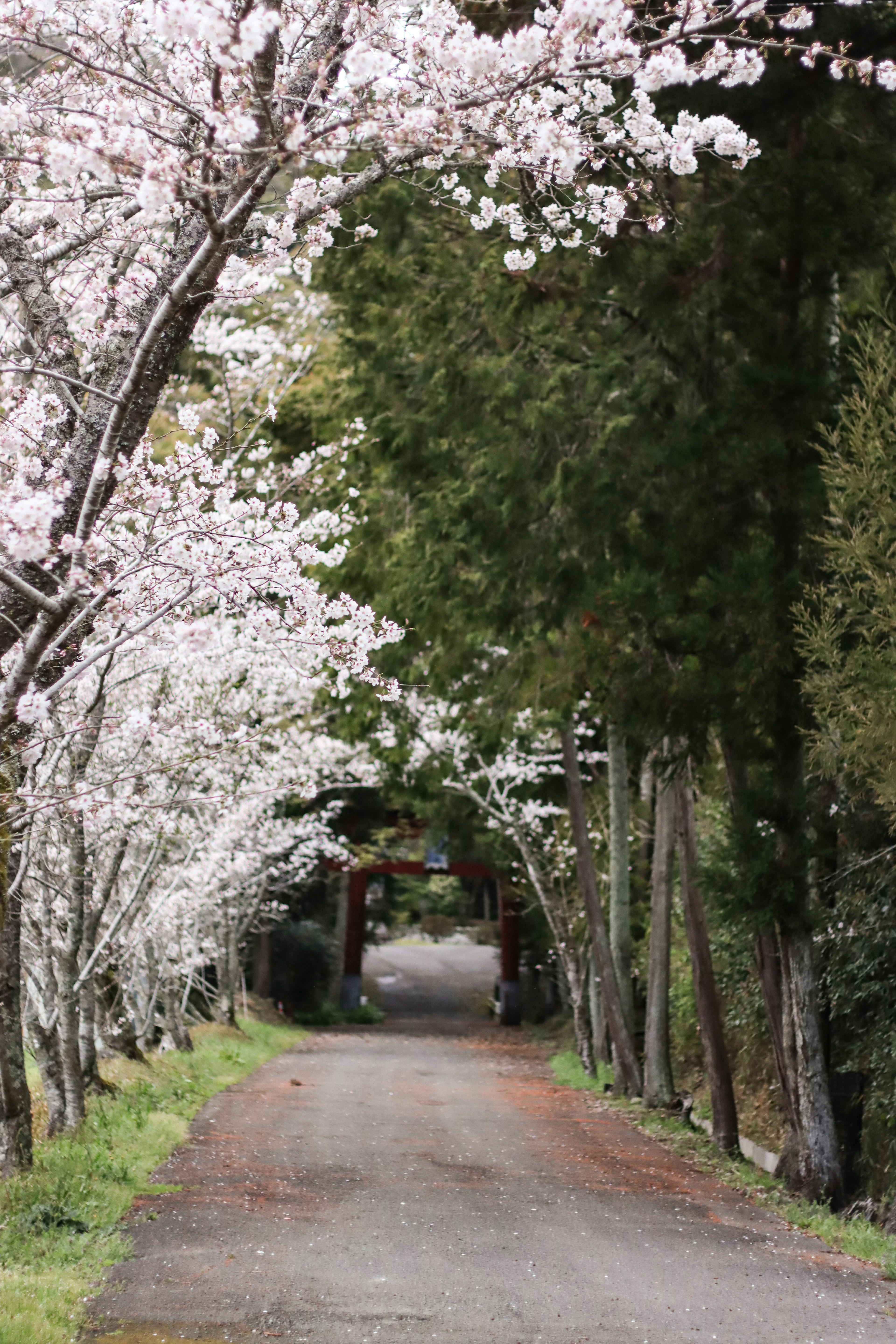 A serene pathway lined with cherry blossom trees