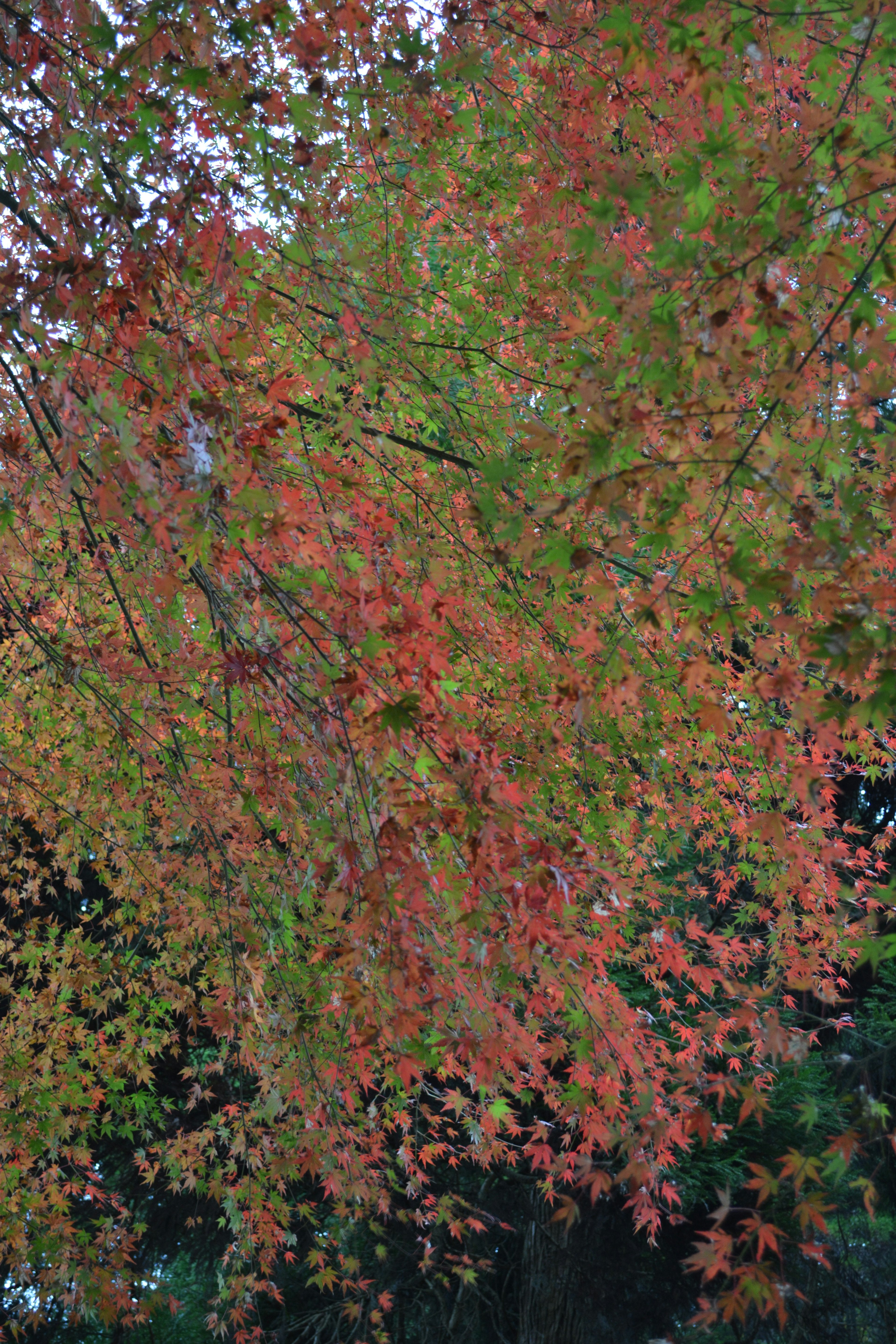 Ramas de un árbol con vibrantes hojas de otoño rojas y verdes