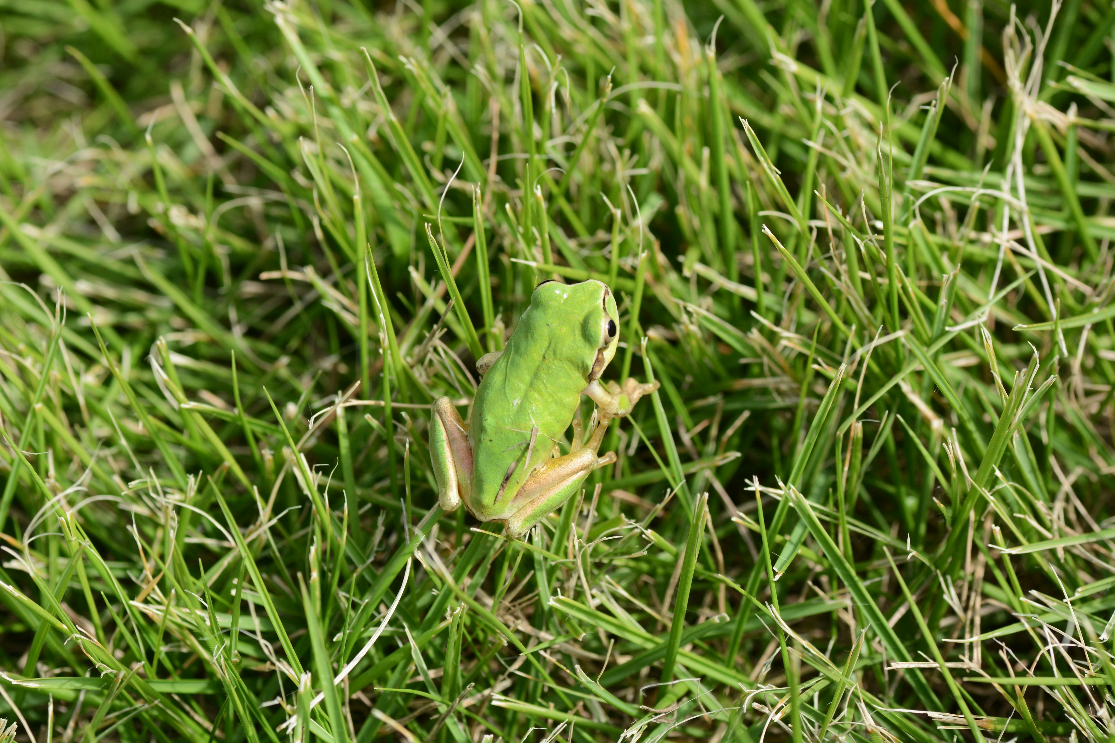 A green frog sitting in the grass