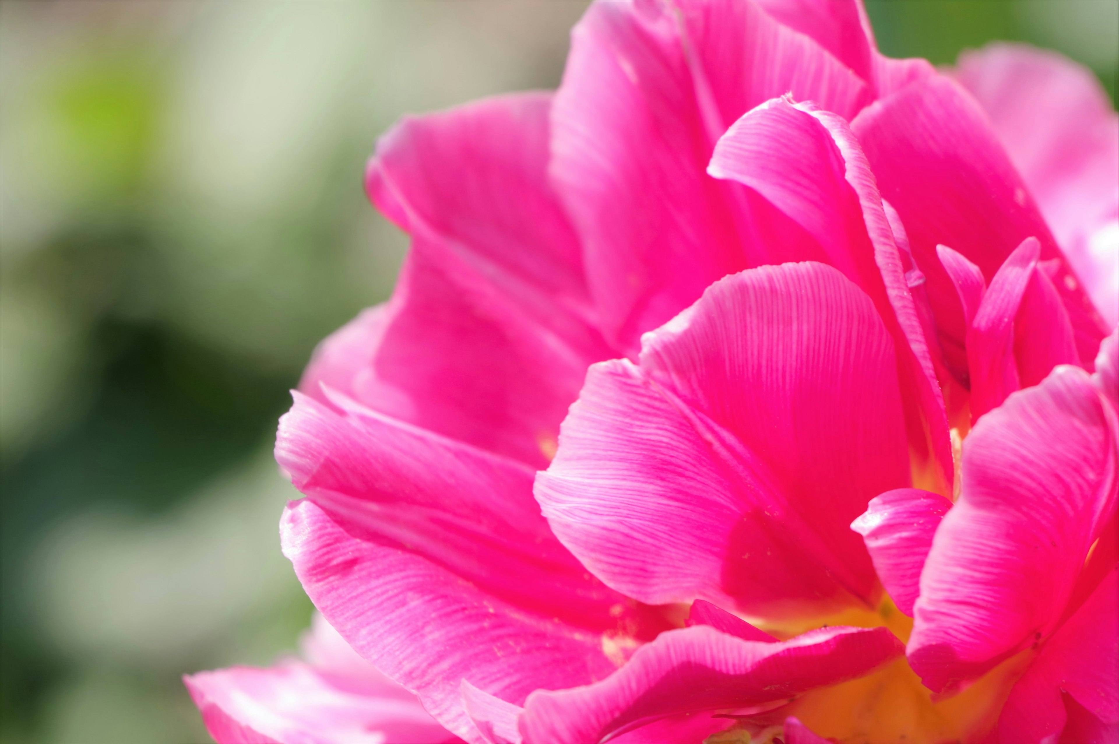 Close-up kelopak tulip pink yang cerah