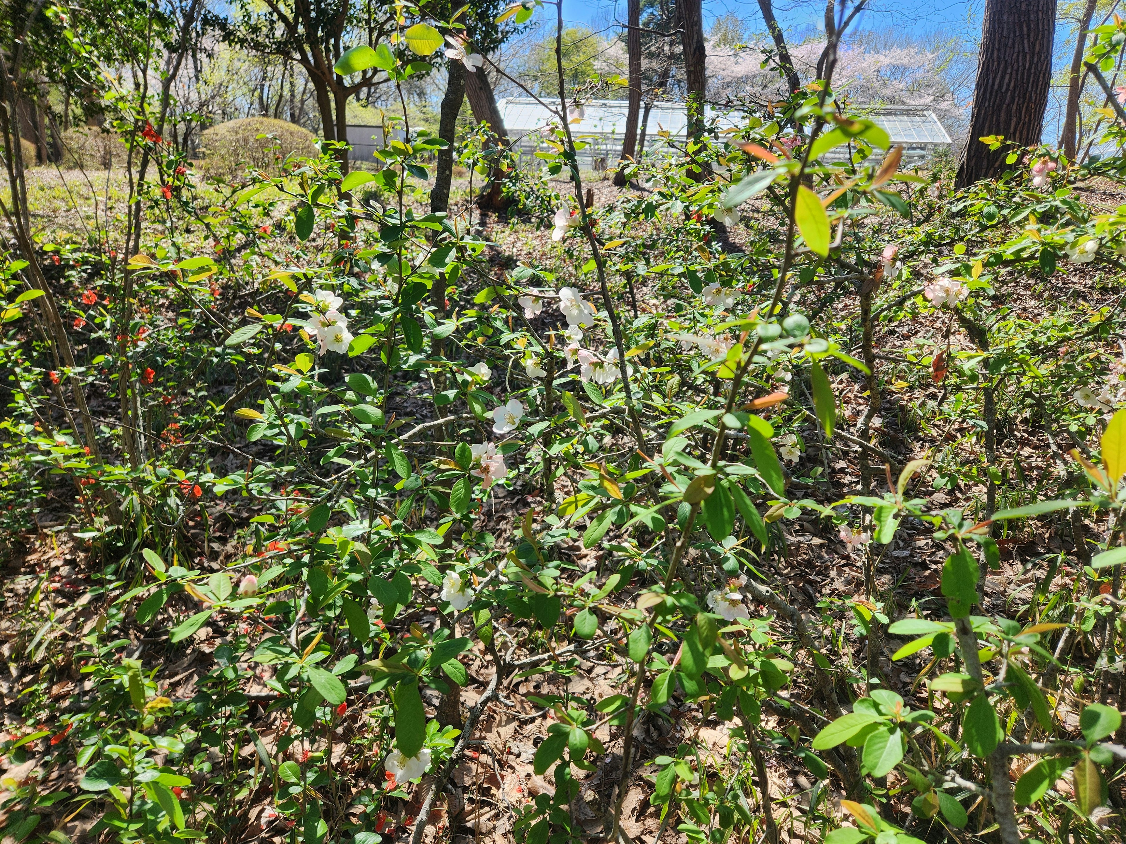 緑の植物が生い茂る森林の風景