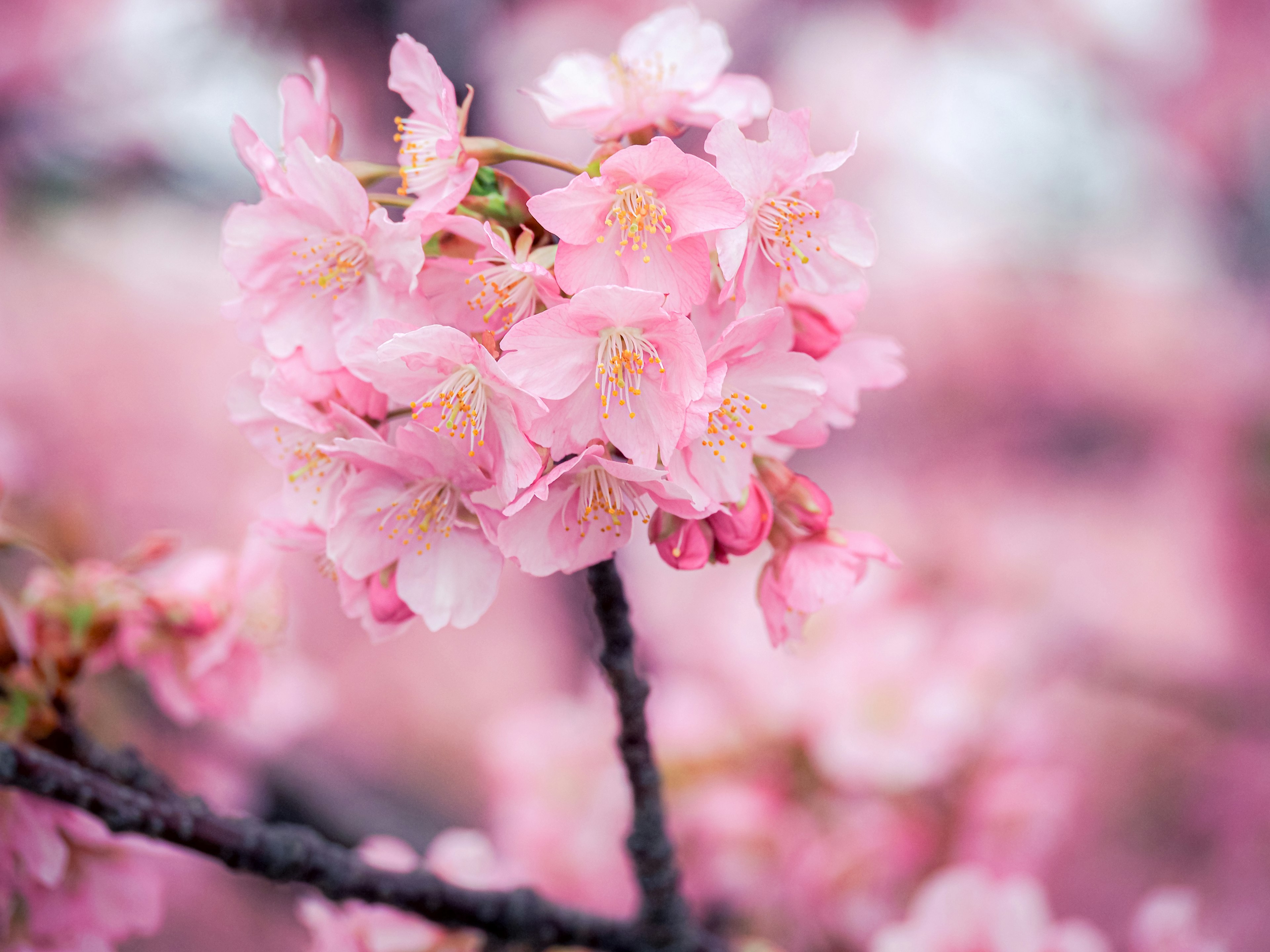 桜の花が咲いている枝のクローズアップ