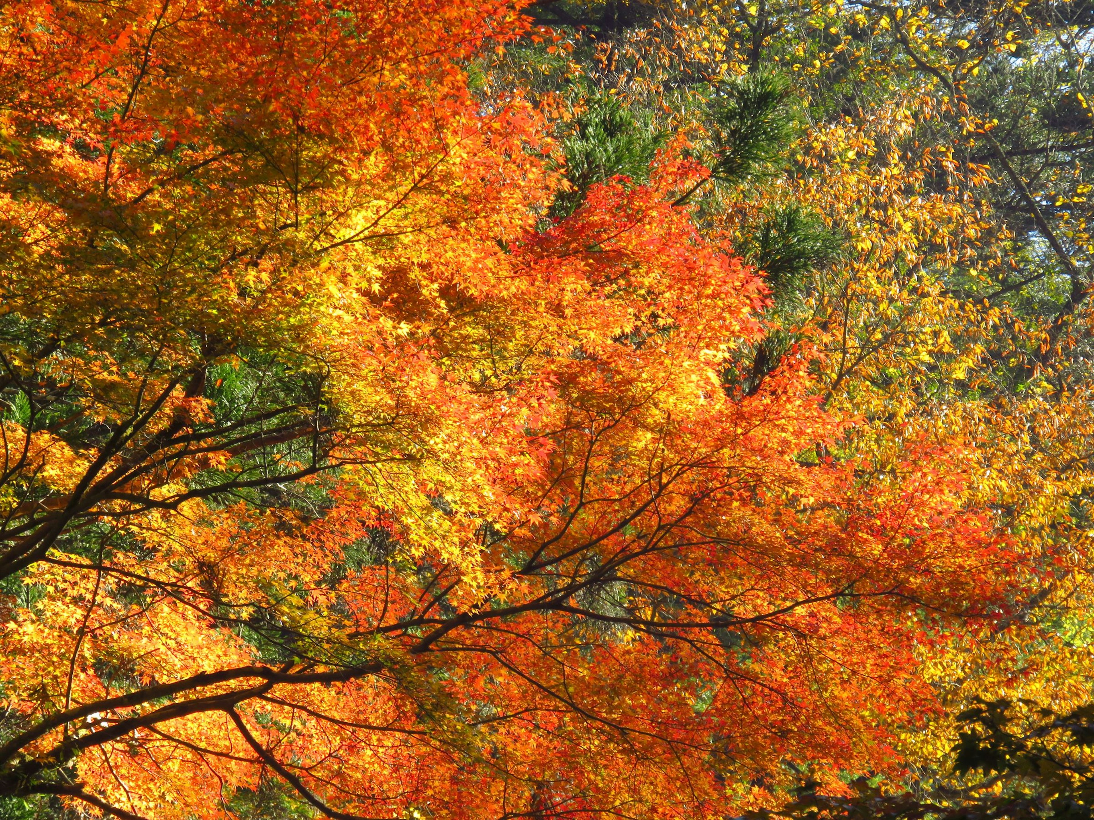 Lebendige Herbstblätter in Orange- und Gelbtönen