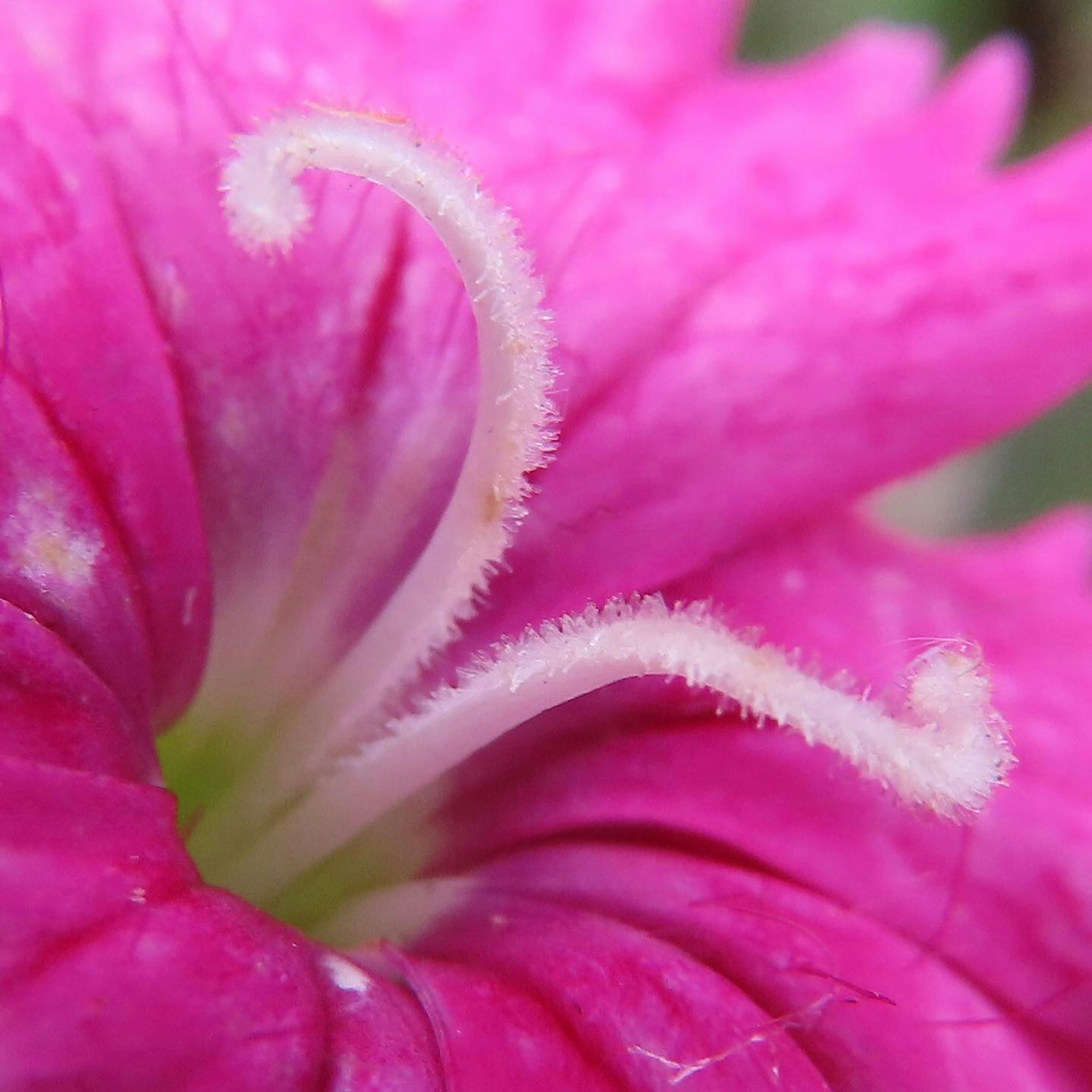 ピンクの花の内部の詳細なクローズアップ 花弁と雄しべが見える