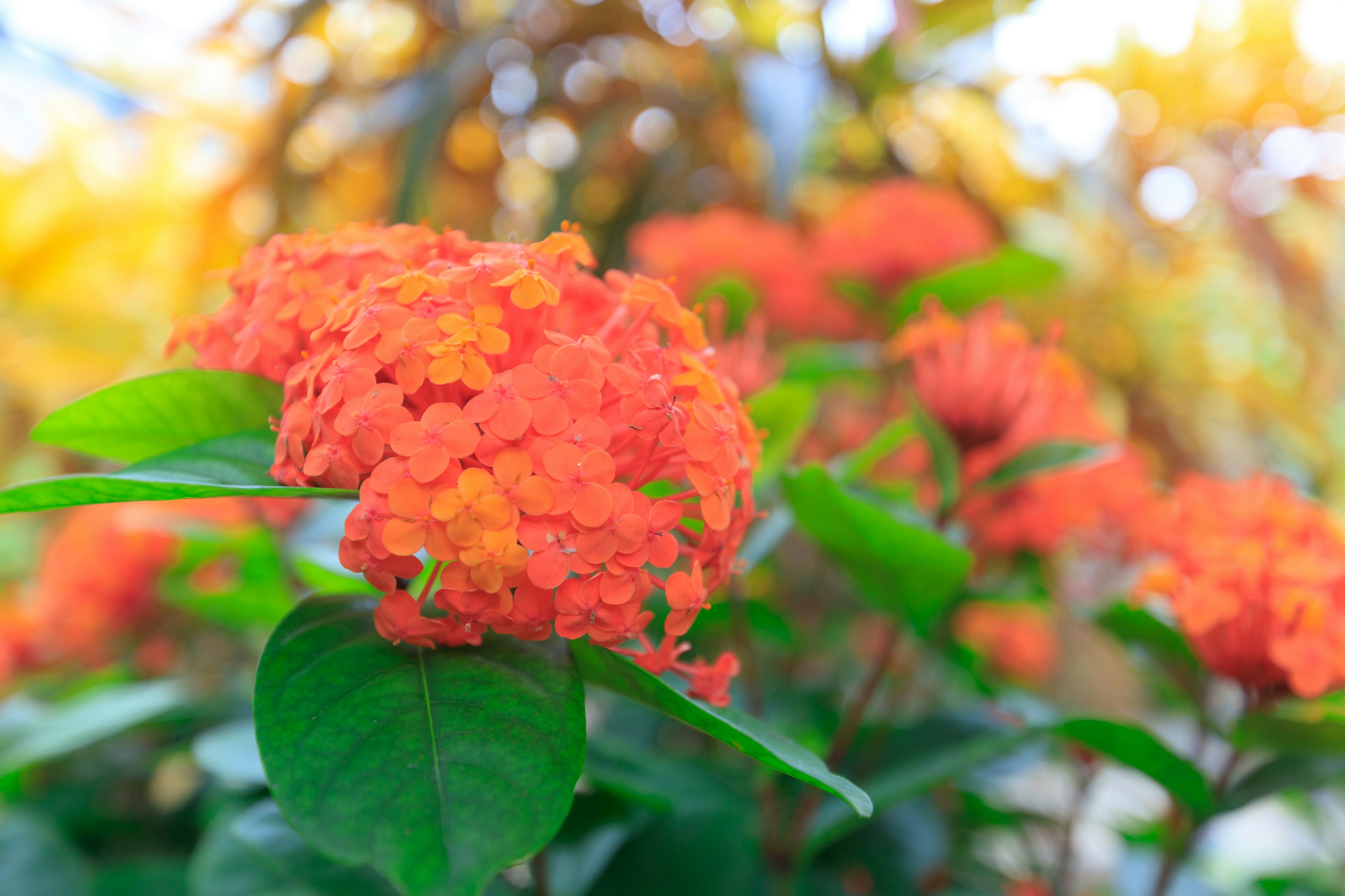 Fleurs orange vives entourées de feuilles vertes dans un cadre magnifique