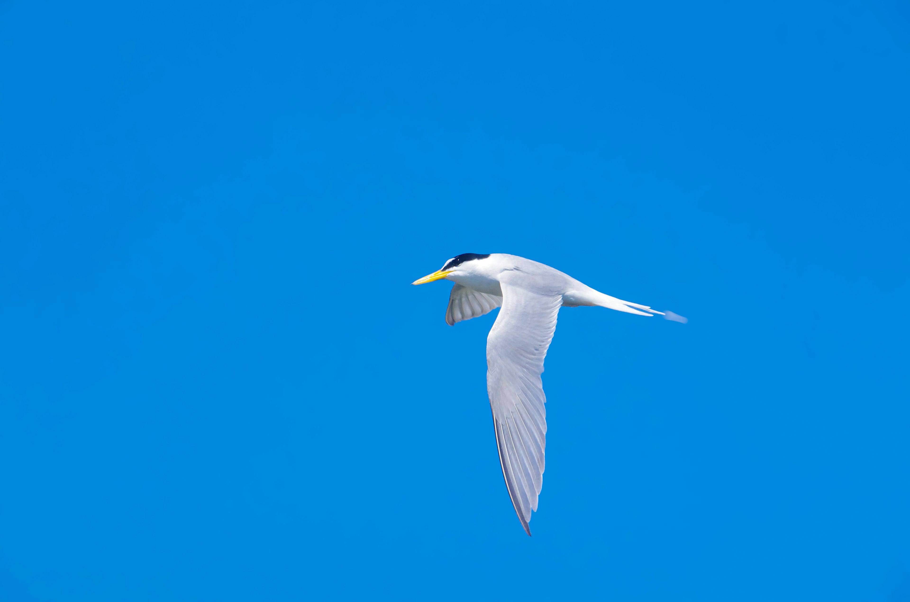 A white bird flying against a blue sky