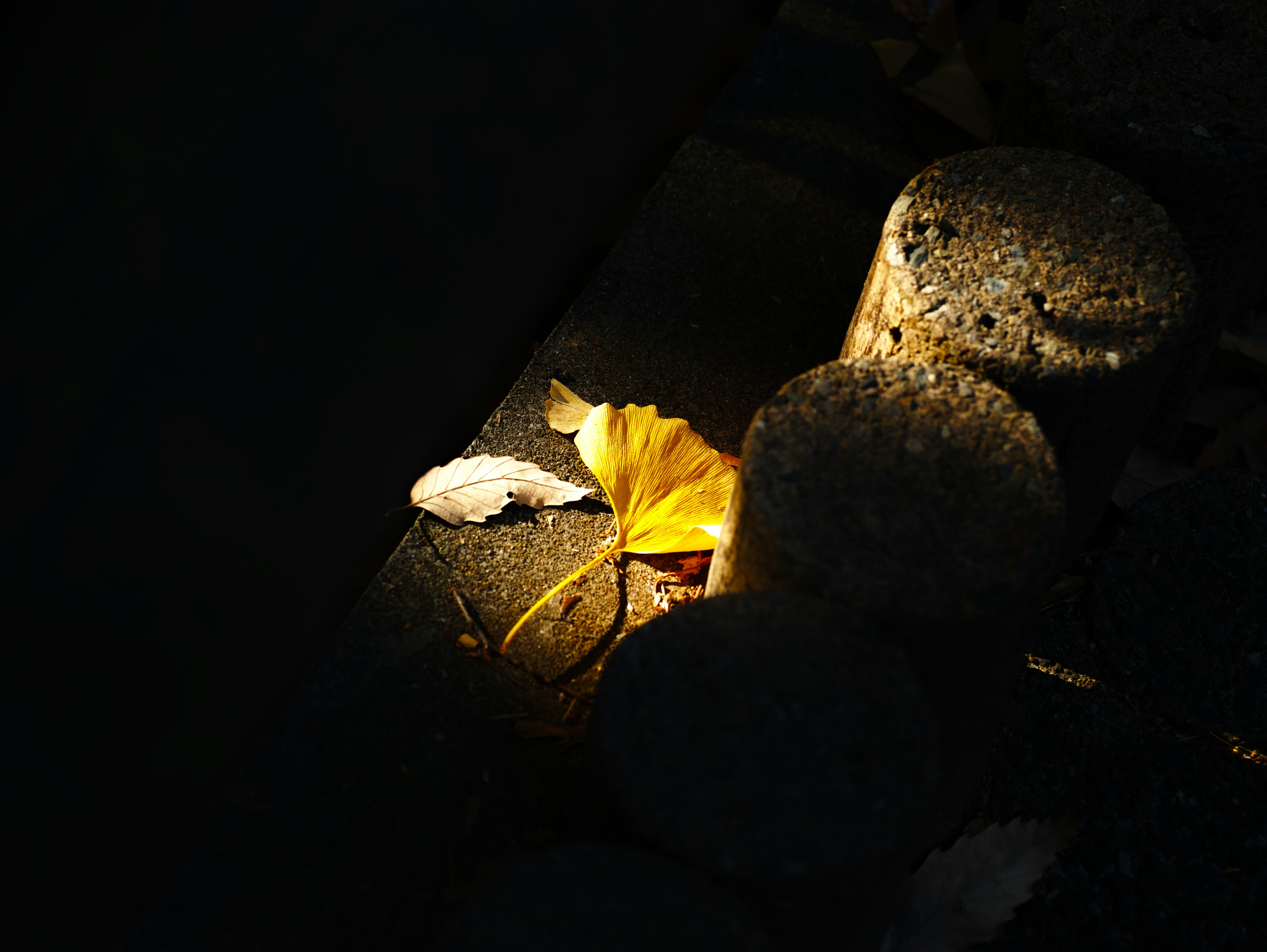 Ein gelbes Blatt, das im Licht zwischen dunklen Steinen beleuchtet wird