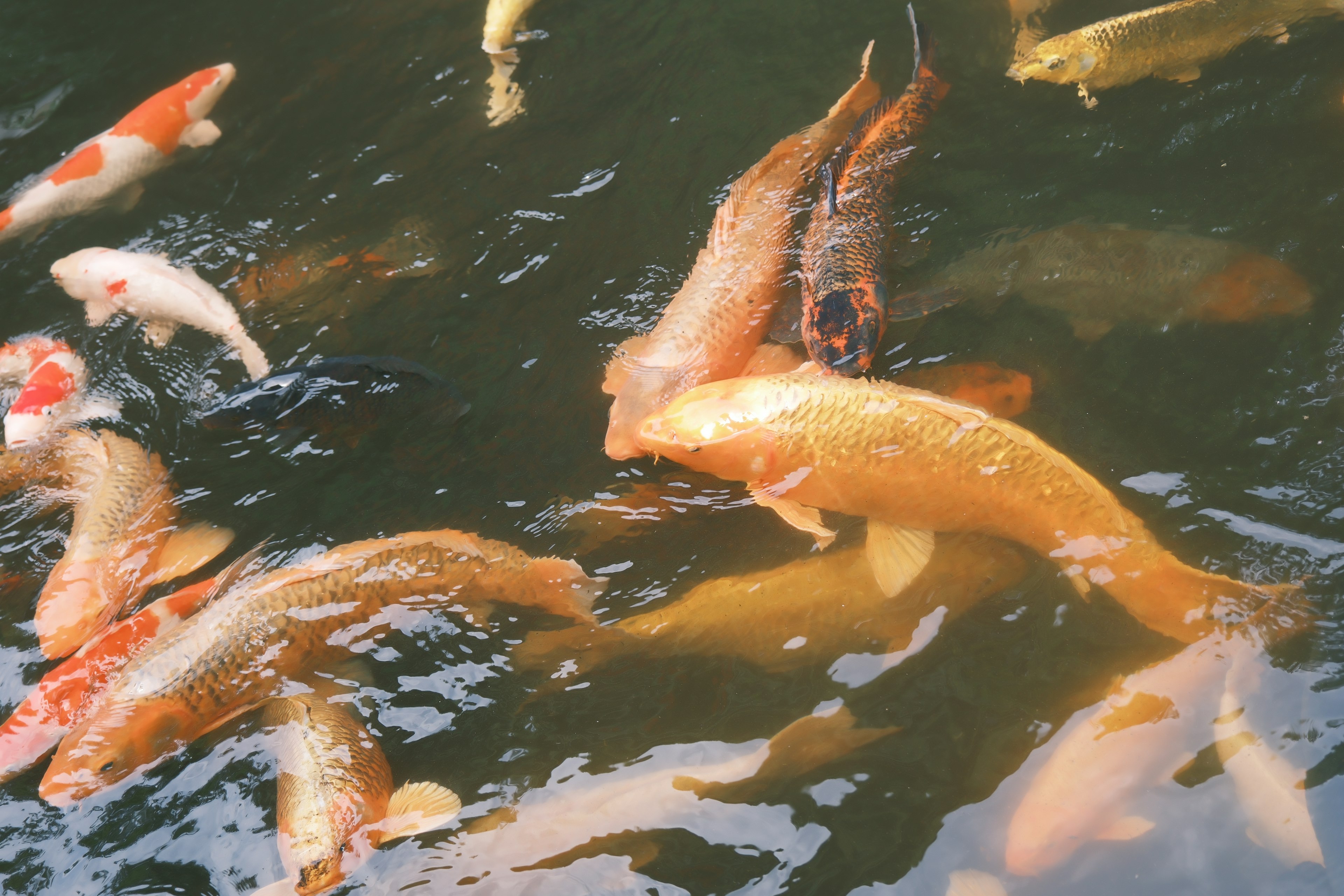 Un groupe de poissons koi colorés nageant dans l'eau