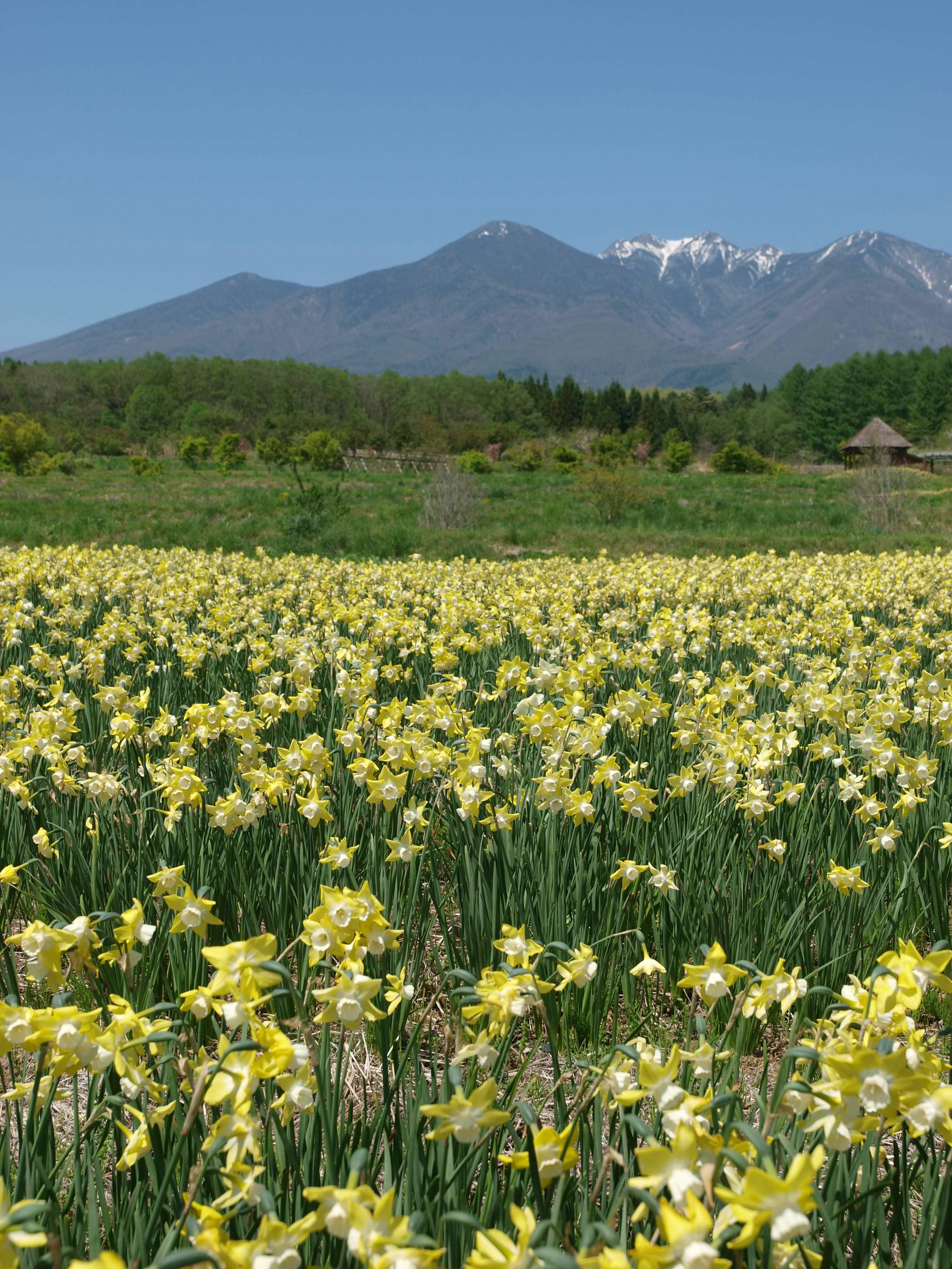 Un paesaggio di narcisi gialli in fiore con montagne innevate sullo sfondo