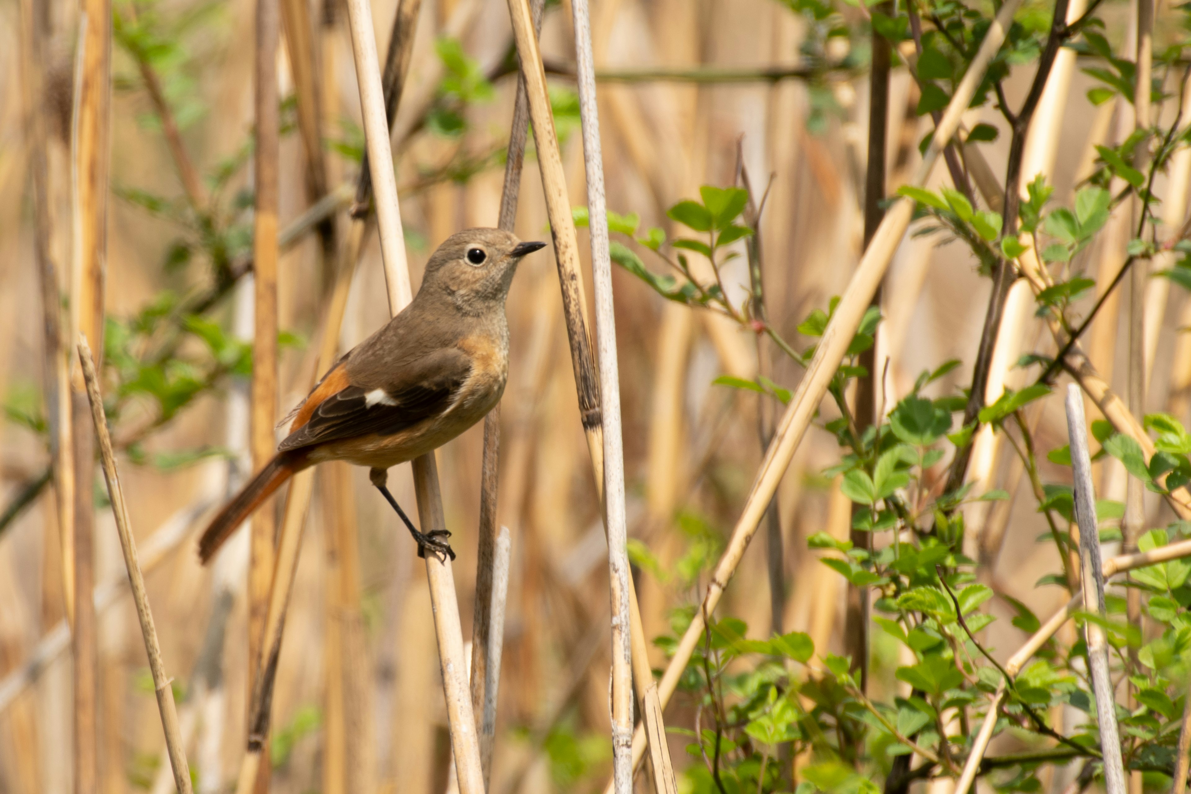 A small bird perched among stems with green plants and dry grass in the background