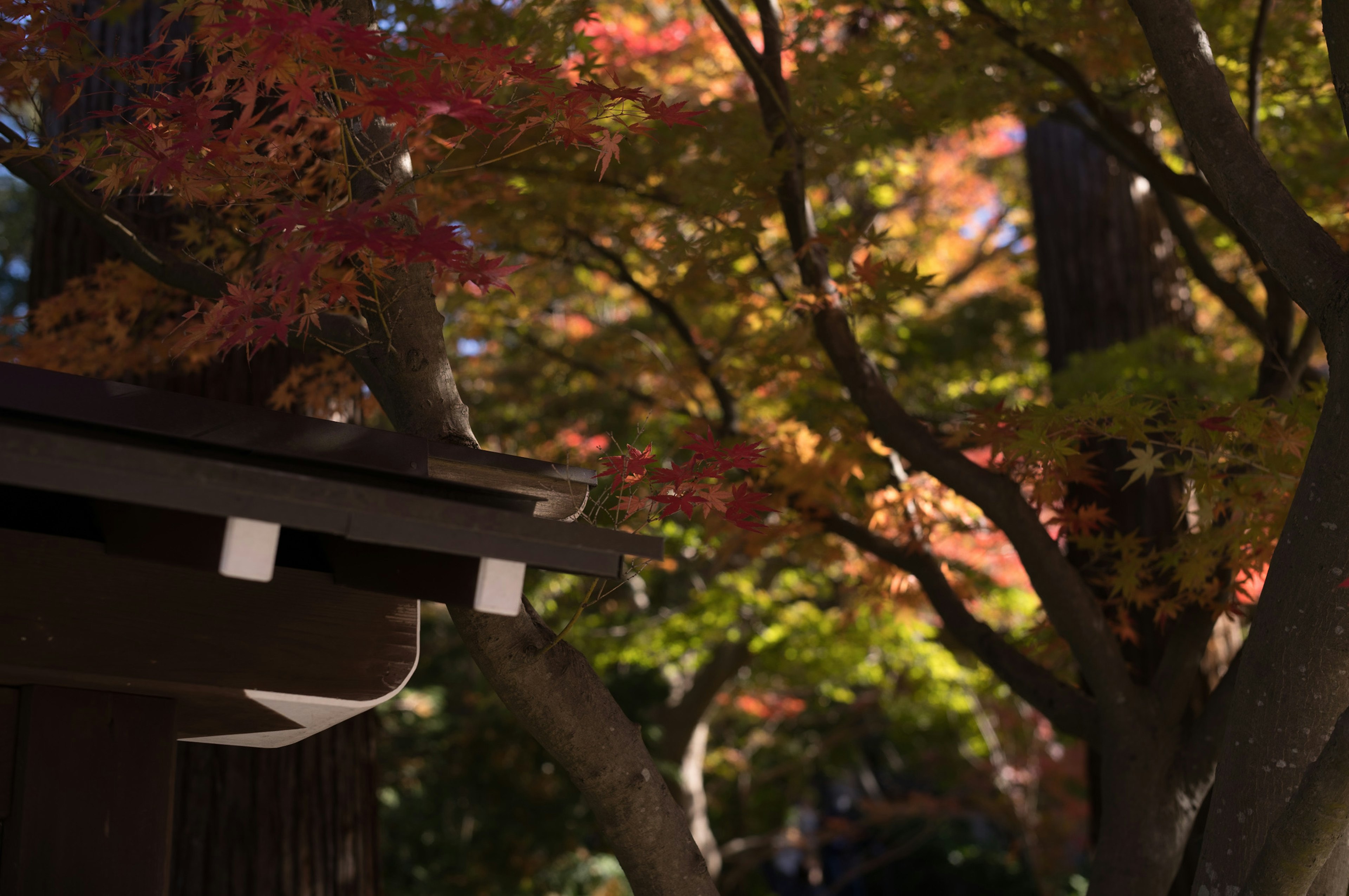 Scenic view of autumn foliage in a Japanese garden