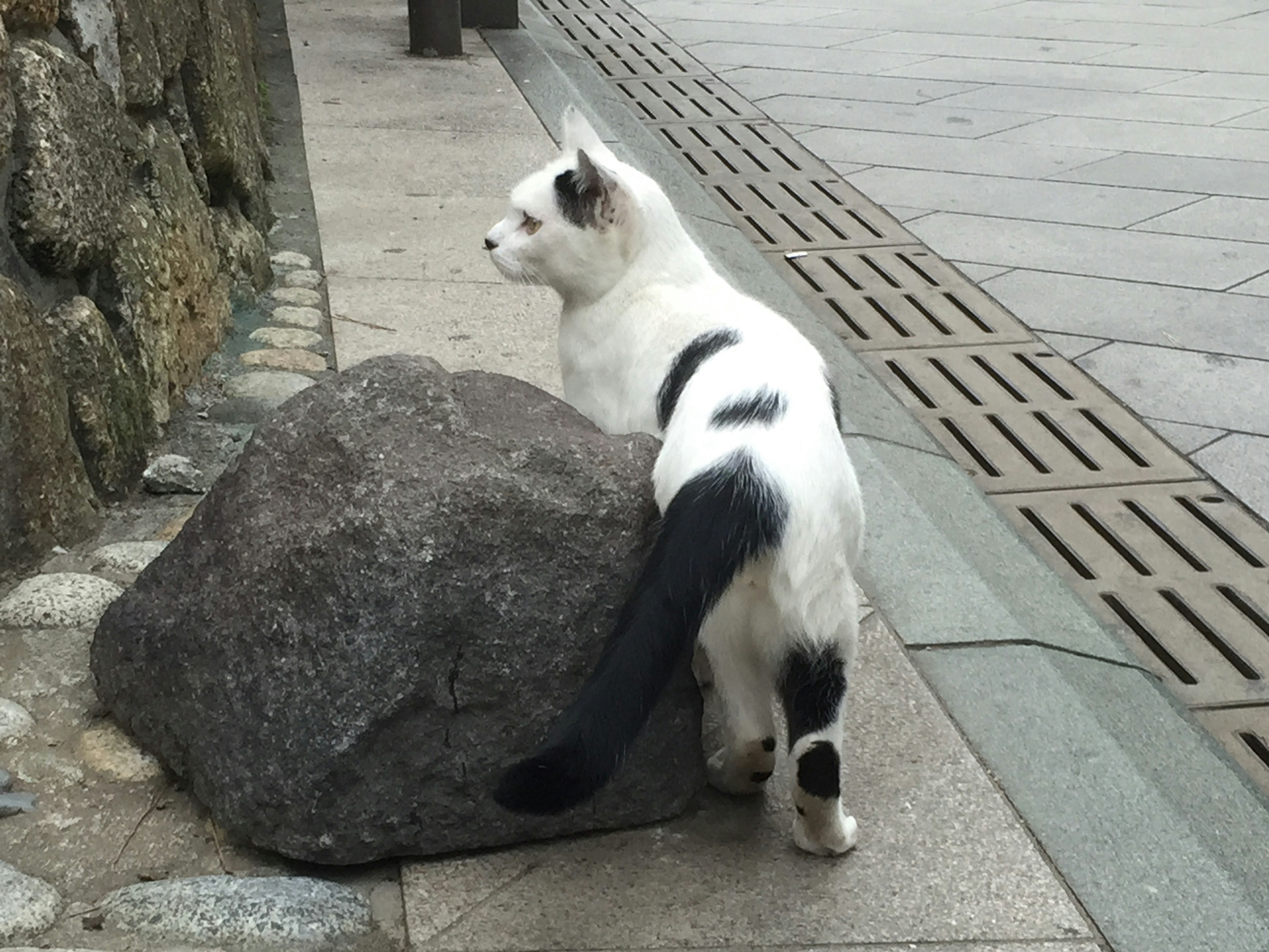 白と黒の模様の猫が石の近くに立っている