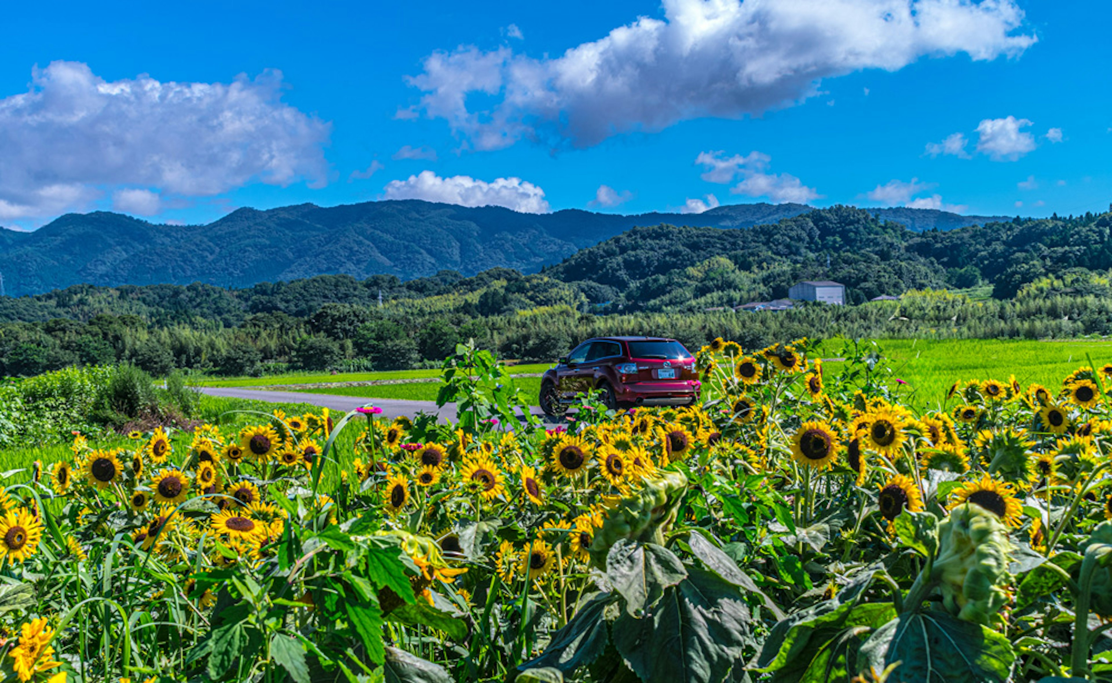 Coche rojo estacionado entre girasoles vibrantes bajo un cielo azul