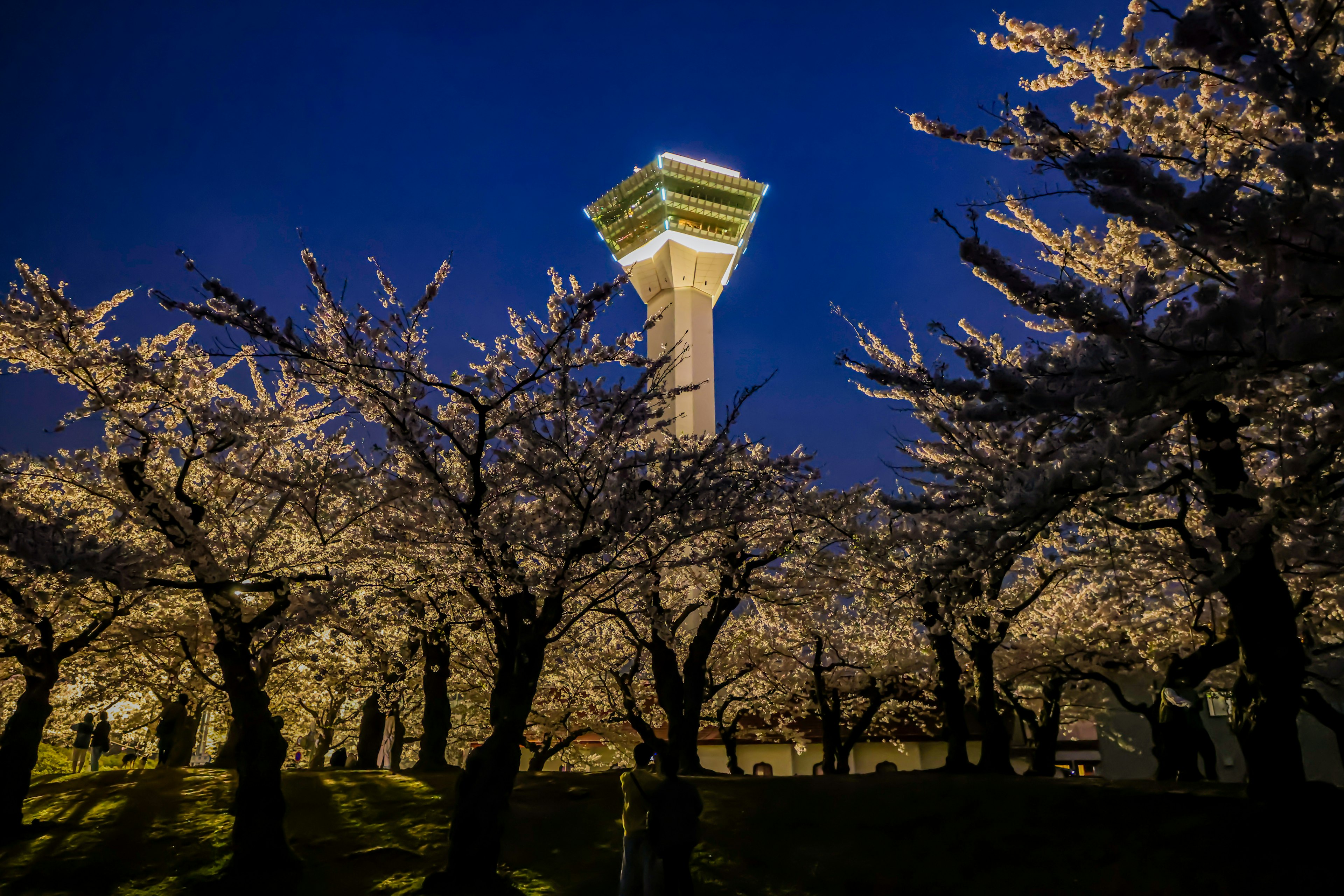 Tour illuminée la nuit entourée d'arbres de cerisier