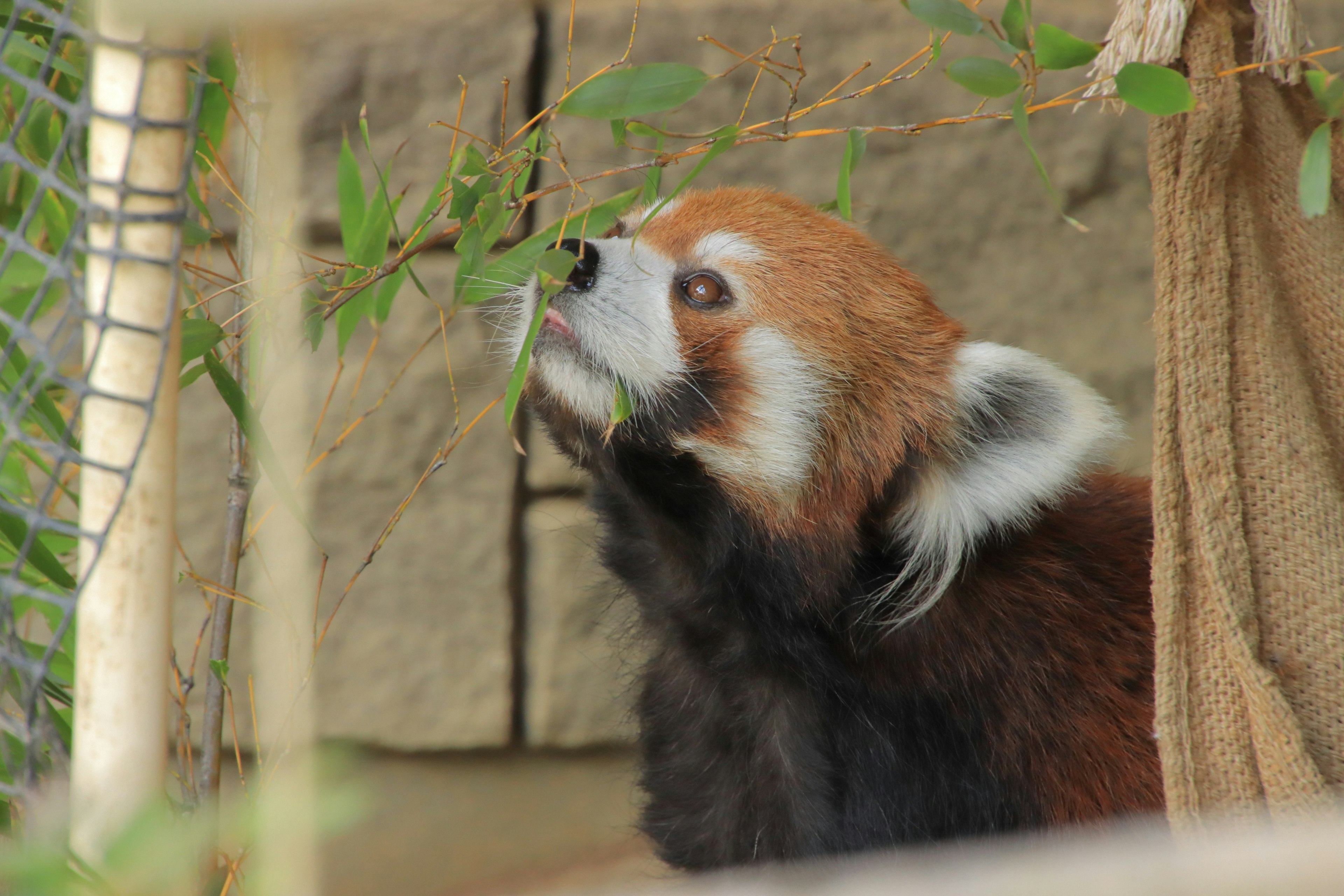 Roter Panda frisst Blätter