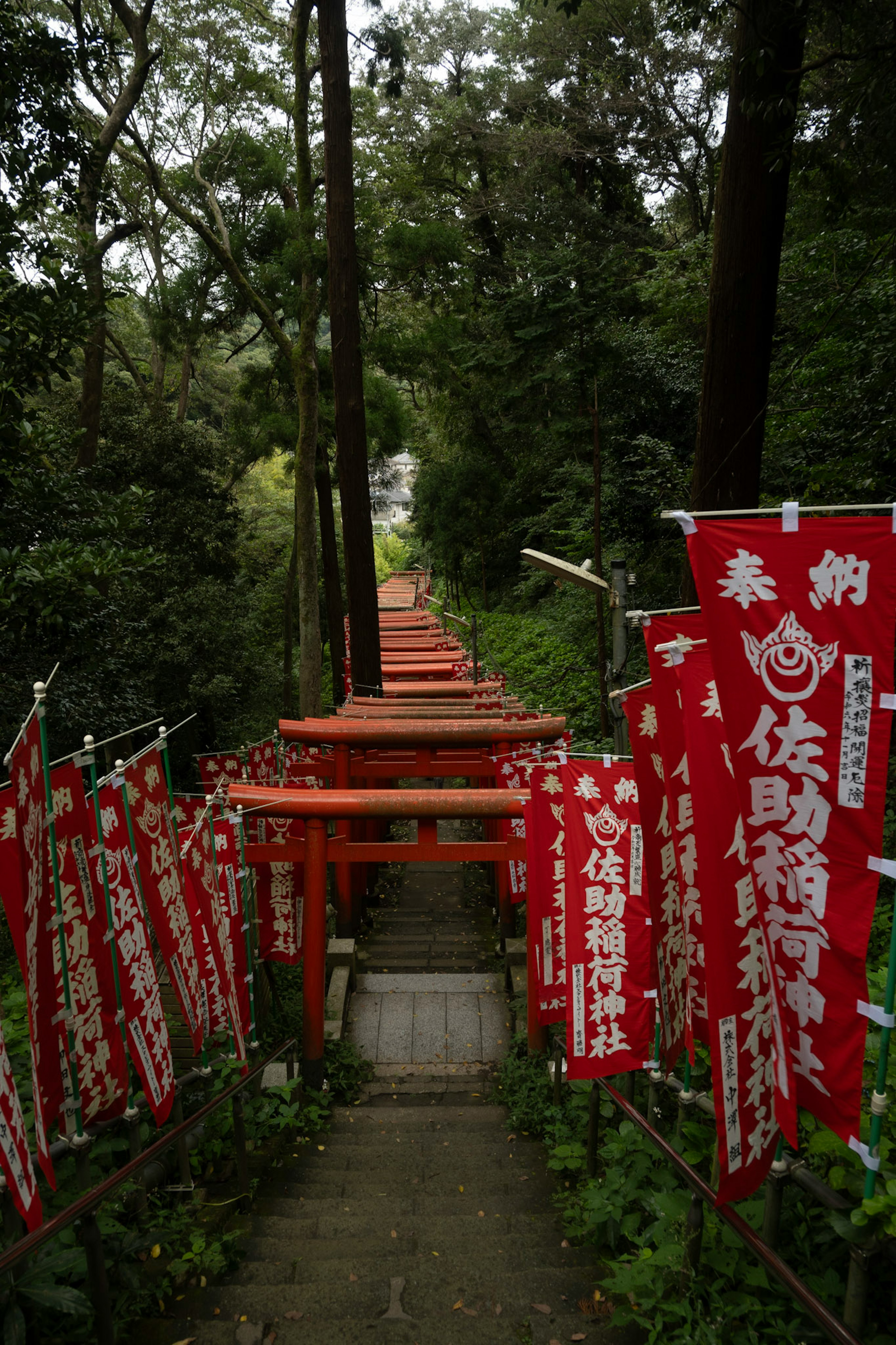 赤い旗が並ぶ神社の階段が続く緑豊かな風景