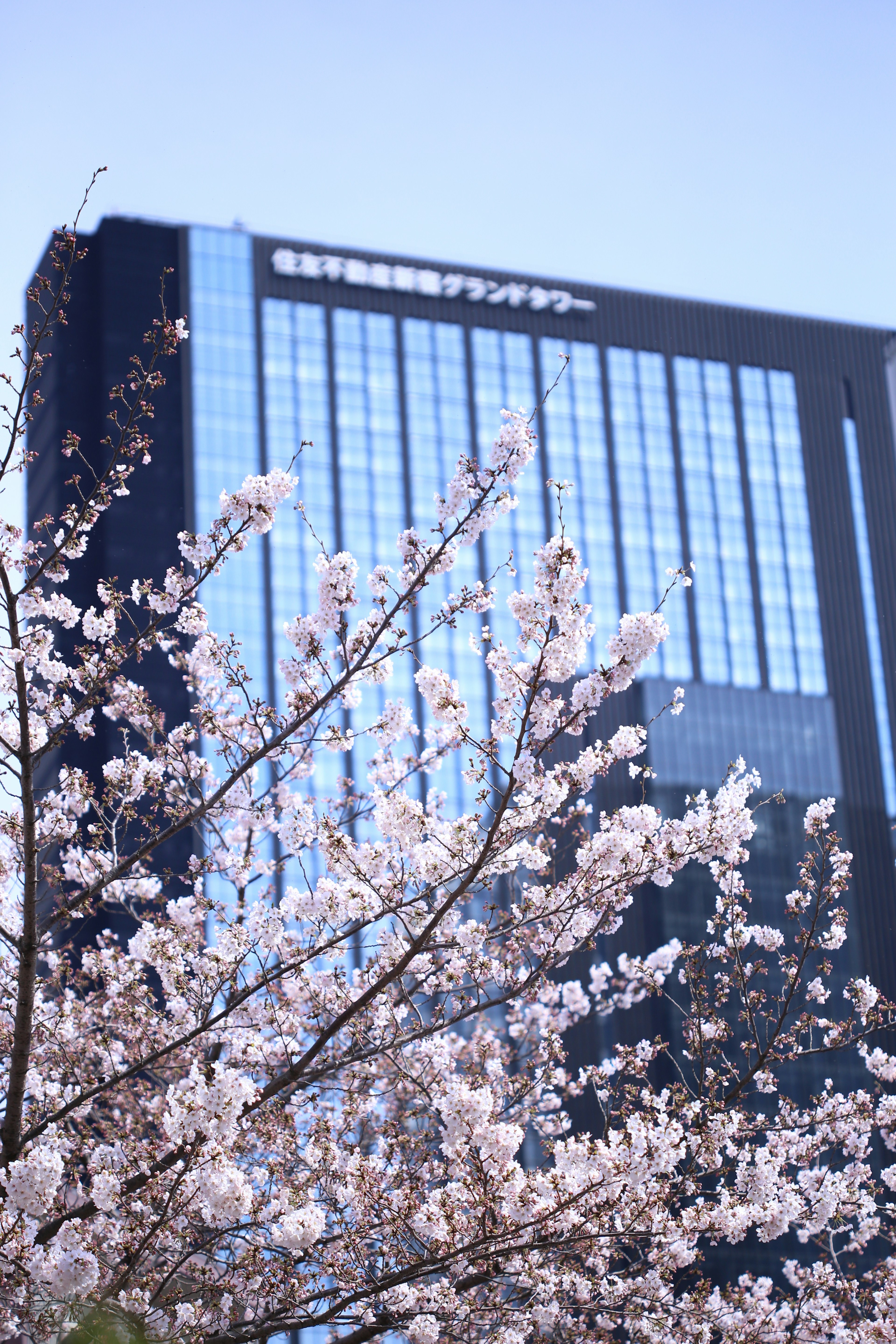 High-rise building surrounded by blooming cherry blossoms