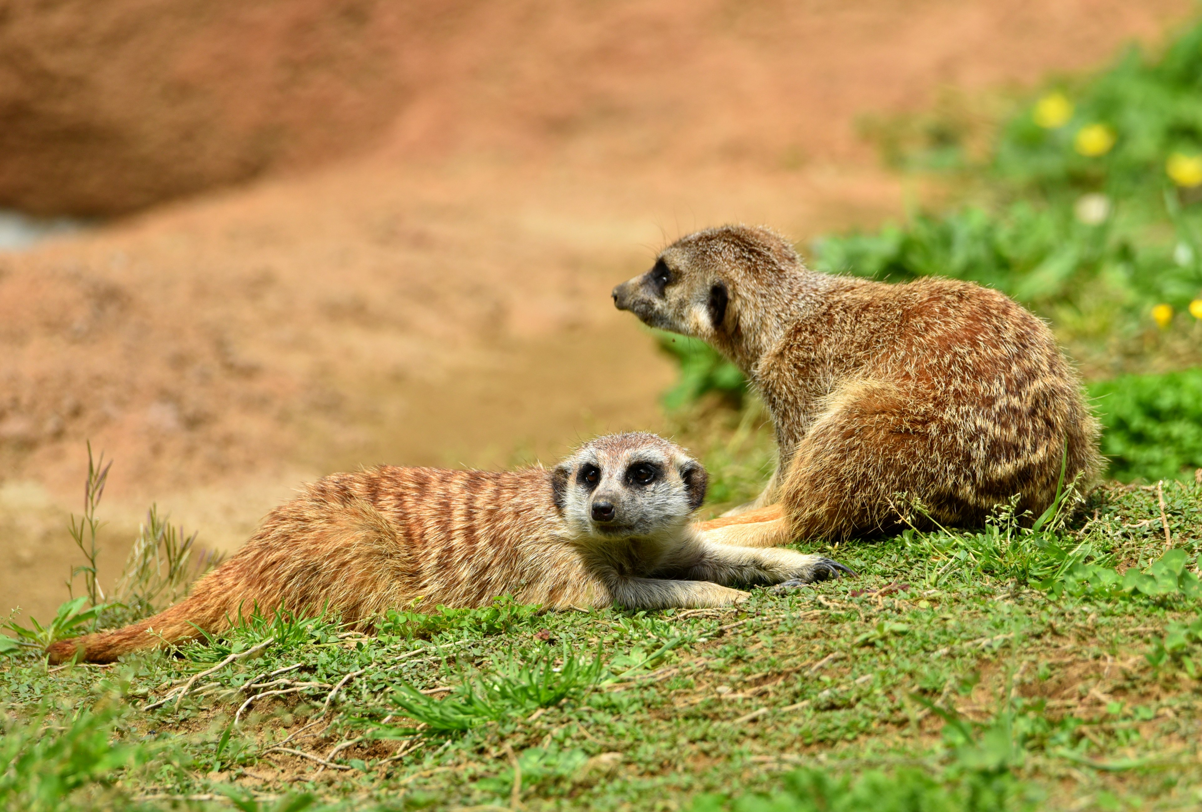 Two meerkats relaxing on the grass