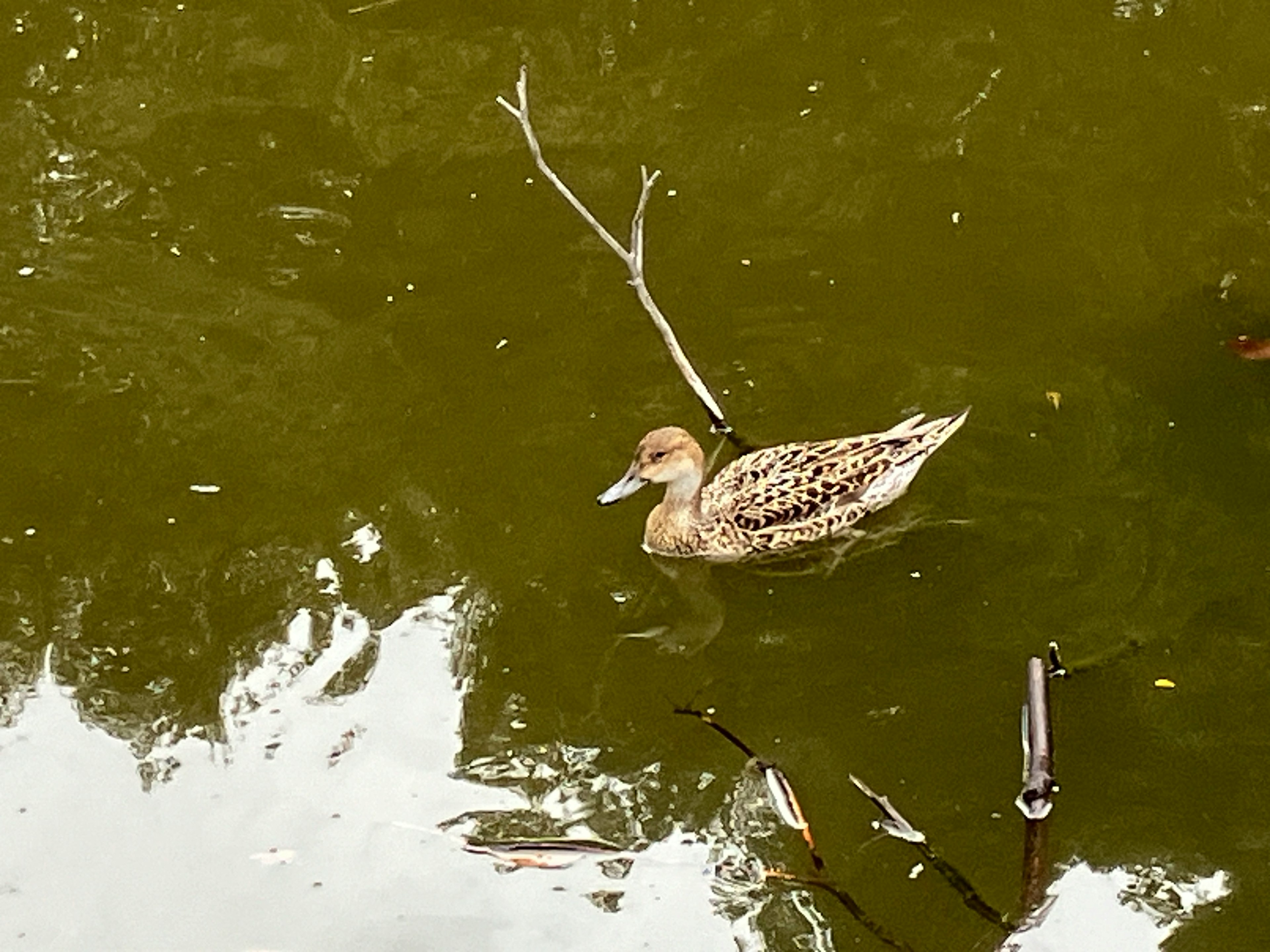 Pato marrón flotando en el agua con reflejos