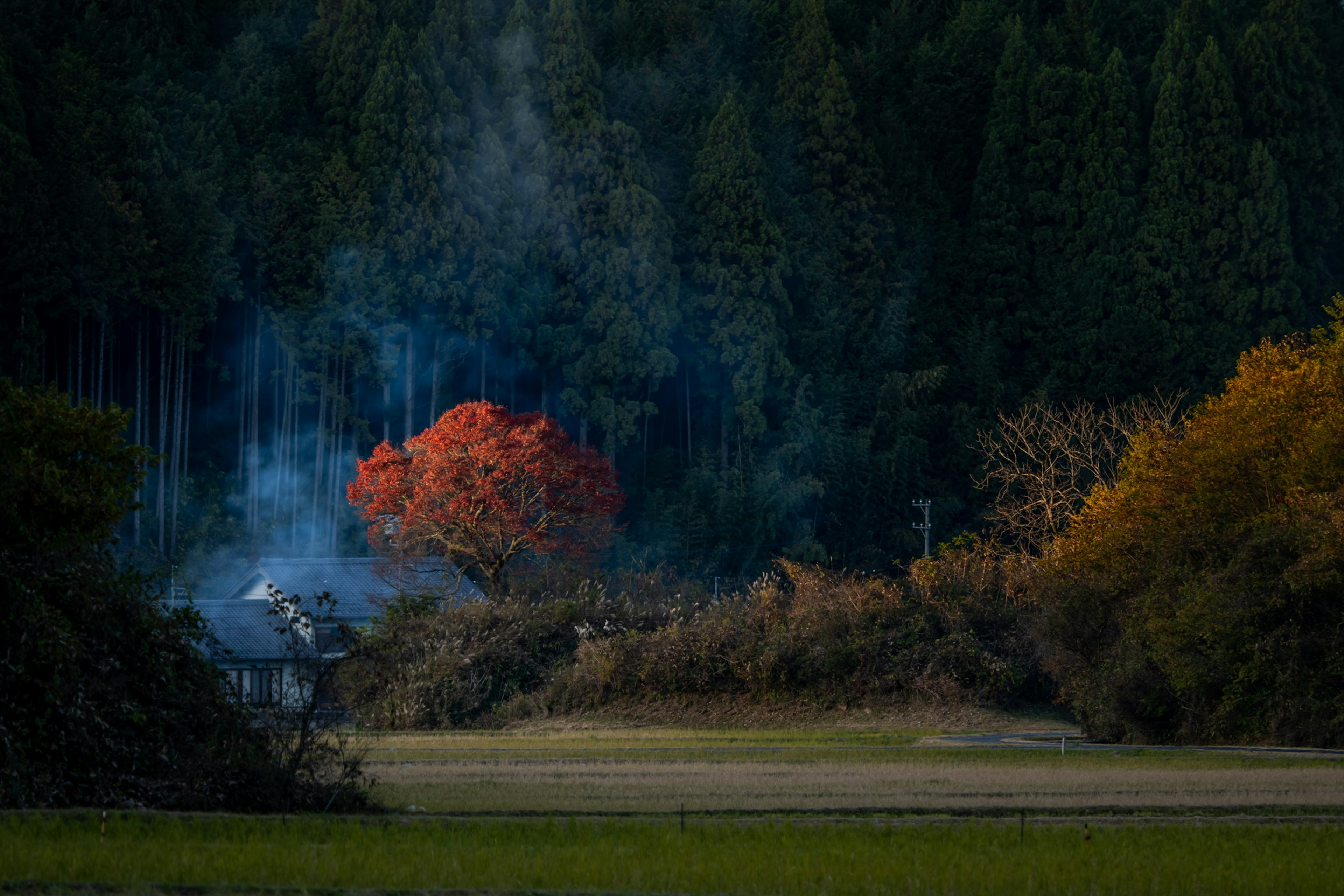 Scena di campagna con un albero rosso vivace e fumo che si alza vicino a una casa