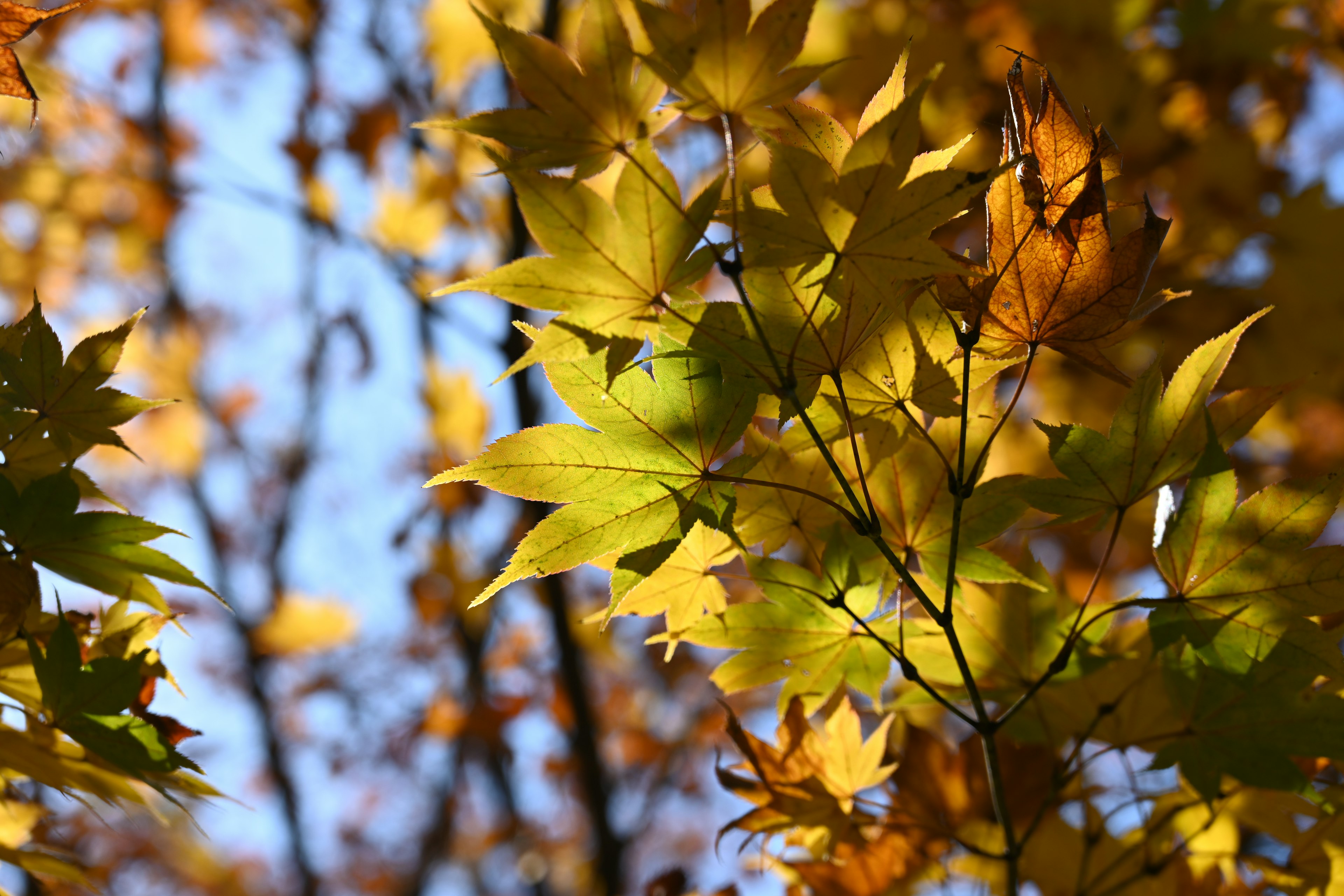 Äste mit Herbstblättern in Gelb- und Grüntönen